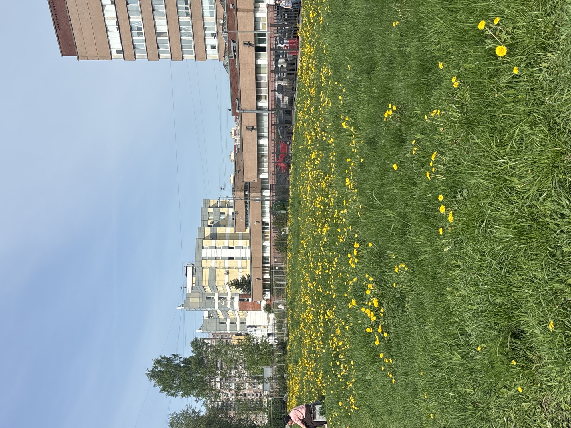 The image captures a view in Saint Petersburg, Russia, with a field of dandelions in the foreground and buildings in the background. A person is visible on the left side of the field, near a sidewalk. The buildings are multi-story structures of varying architectural styles. Overhead electrical lines are present, running along the street. The sky is clear and blue.