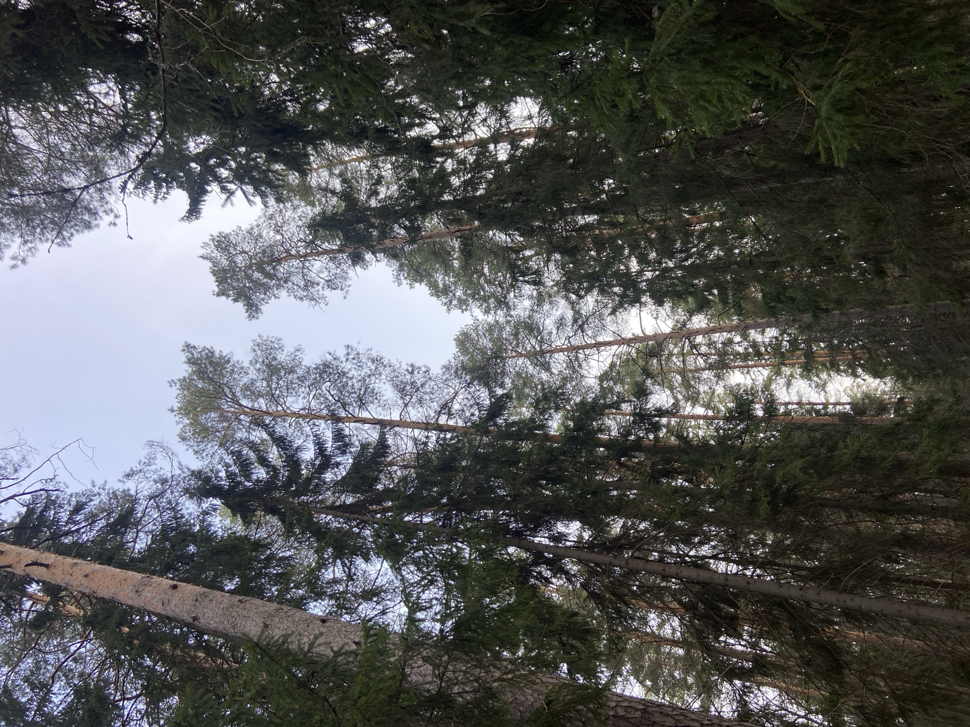 Looking up from below at tall evergreen trees, the image captures a view into the sky in Noviy, Russia. The tree trunks are a light brown color, contrasting with the dark green needles of the foliage. The sky is a pale grey-blue.