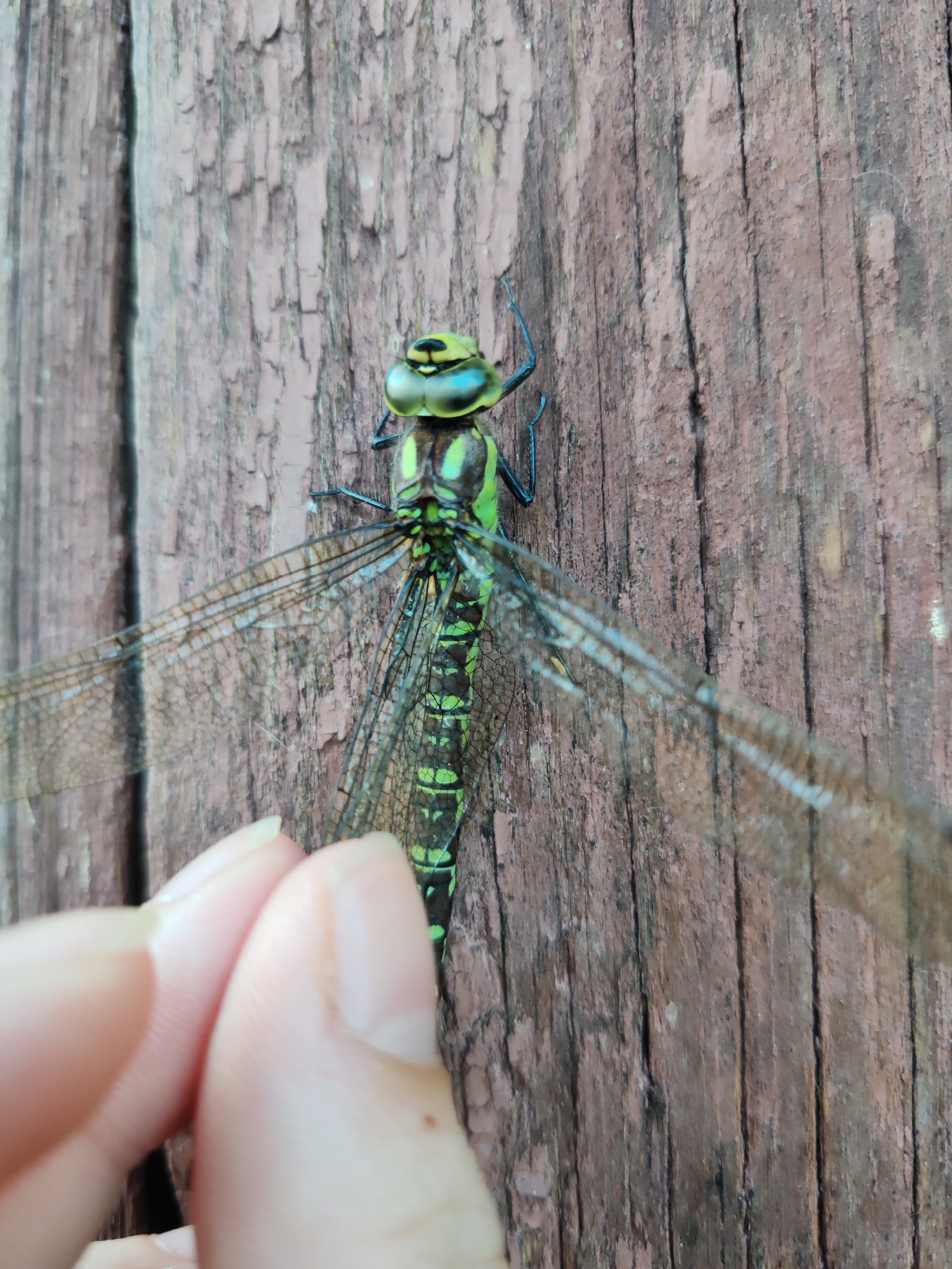 A close-up, eye-level shot shows a large green dragonfly clinging to a weathered, reddish-brown wooden surface, possibly a fence or building. The dragonfly is positioned vertically, with its head facing upwards. Its intricate, transparent wings are spread wide, revealing a delicate veining pattern. The dragonfly's body is segmented and predominantly green with black markings. A human hand, with light-colored skin and fingernails, is visible in the lower left corner of the frame, reaching towards the dragonfly, with fingers partially obscuring its lower body and left wing. The wooden surface exhibits a rough texture with vertical grain and patches of peeling paint. The scene appears to be outdoors, in a natural or semi-natural setting, consistent with a location in or near a rural area like Кашино, Russia.