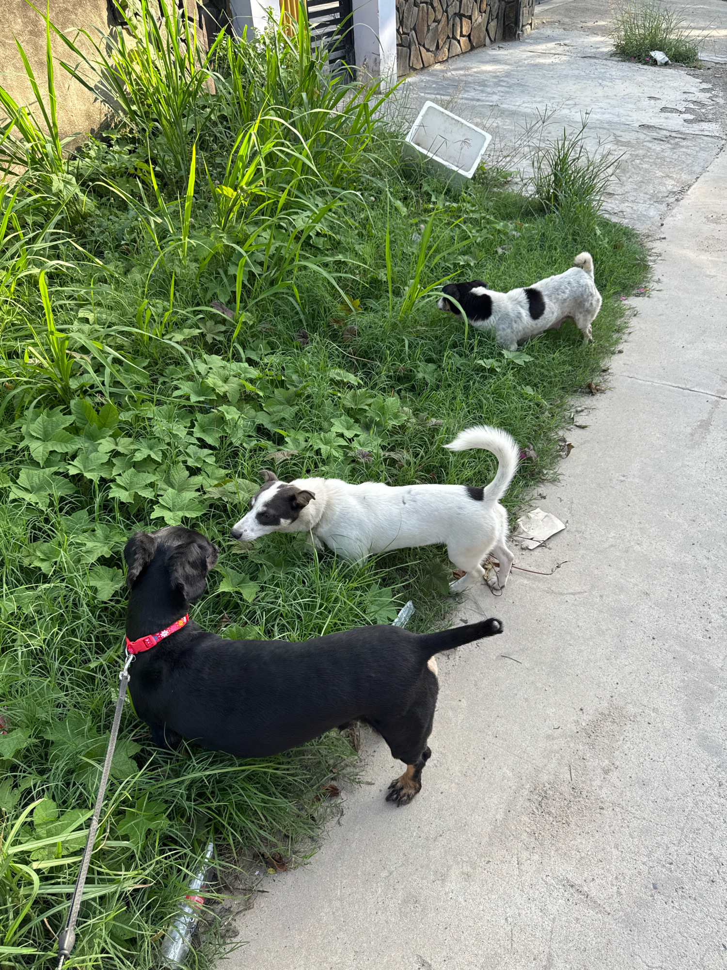 Three dogs are present on a sidewalk in Nha Trang, Vietnam. One black dog is on a leash, facing left and looking at a white and black dog. The white and black dog is sniffing the ground. Further up the sidewalk, another white and black dog is also sniffing the ground. The environment is grassy and there is a wall made of stones in the background. A white plastic object is near the dogs.
