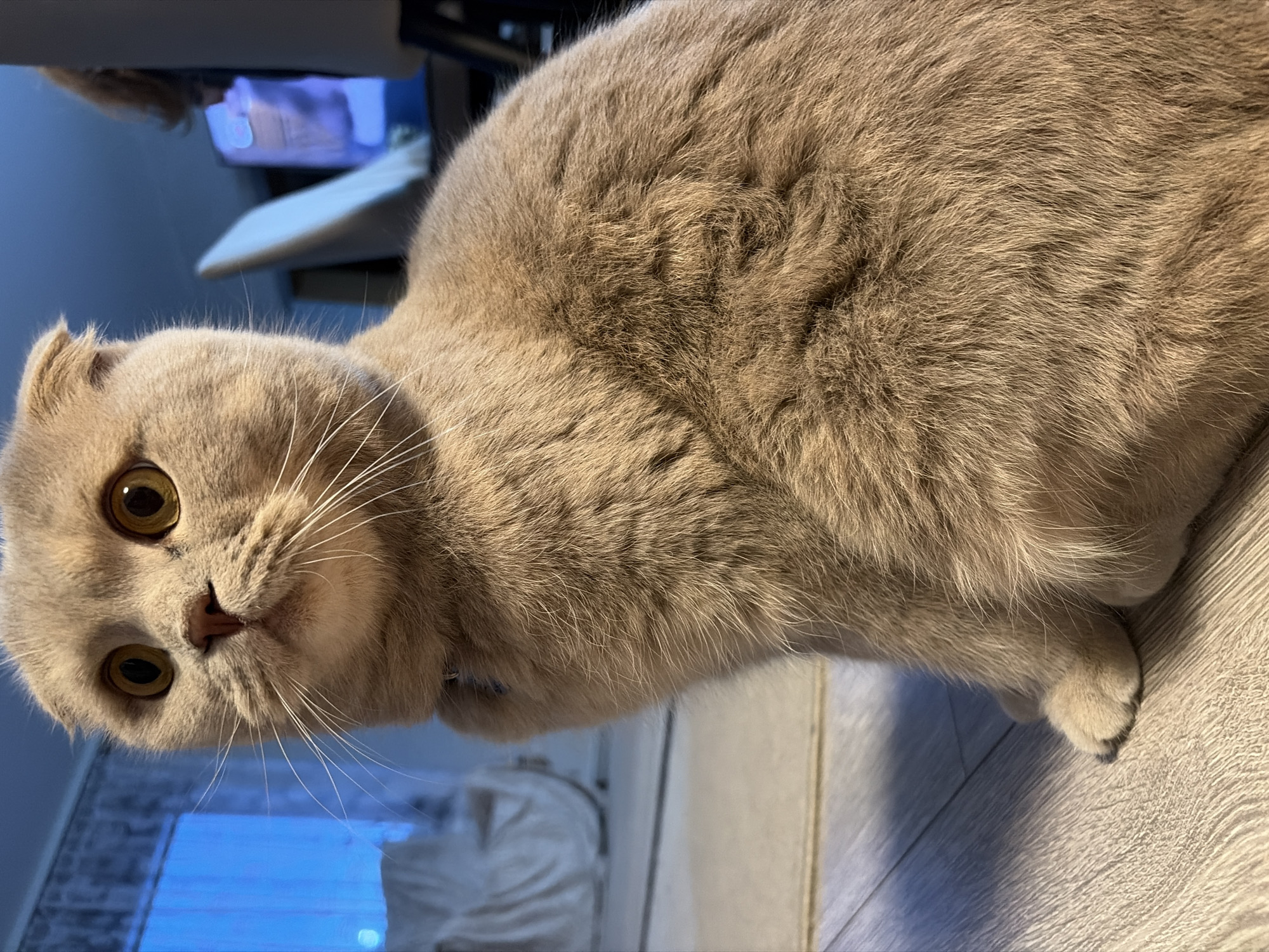 A close-up, angled shot features a light brown Scottish Fold cat. The cat is positioned in front of a blurred background containing a desk, a blue box, and a portion of a window with a blue cast. The cat is resting a paw on a light wood-grain floor. The cat is facing slightly towards the left and looking directly at the viewer, exhibiting its large, golden-colored eyes and prominent whiskers.