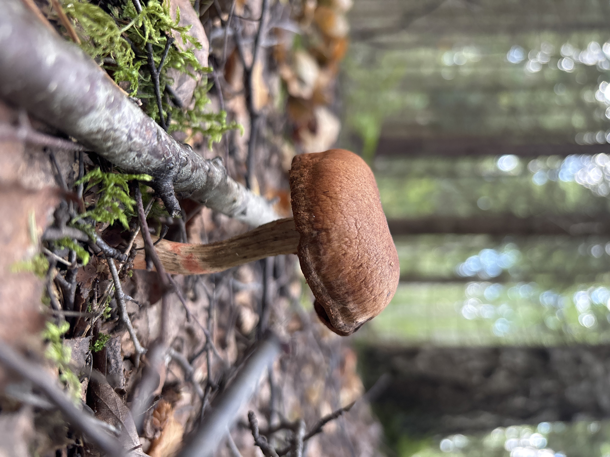A single brown mushroom stands upright on the forest floor, its cap a rich, earthy hue. The mushroom is centered in the frame, its stem a lighter tan with hints of orange near the base. The ground around it is covered in fallen leaves, twigs, and patches of vibrant green moss. A thick branch runs diagonally across the foreground, partially obscuring some of the moss. In the background, blurred trees create a soft, dappled effect with sunlight filtering through their leaves, suggesting an outdoor, woodland setting. The lighting is natural and diffused, indicating it is daytime. There are no people or animals visible in the scene. The image is taken from a low angle, emphasizing the mushroom and its immediate surroundings. This scene is consistent with a forest environment, such as one might find in Savonlinna, Finland, during autumn or late summer.