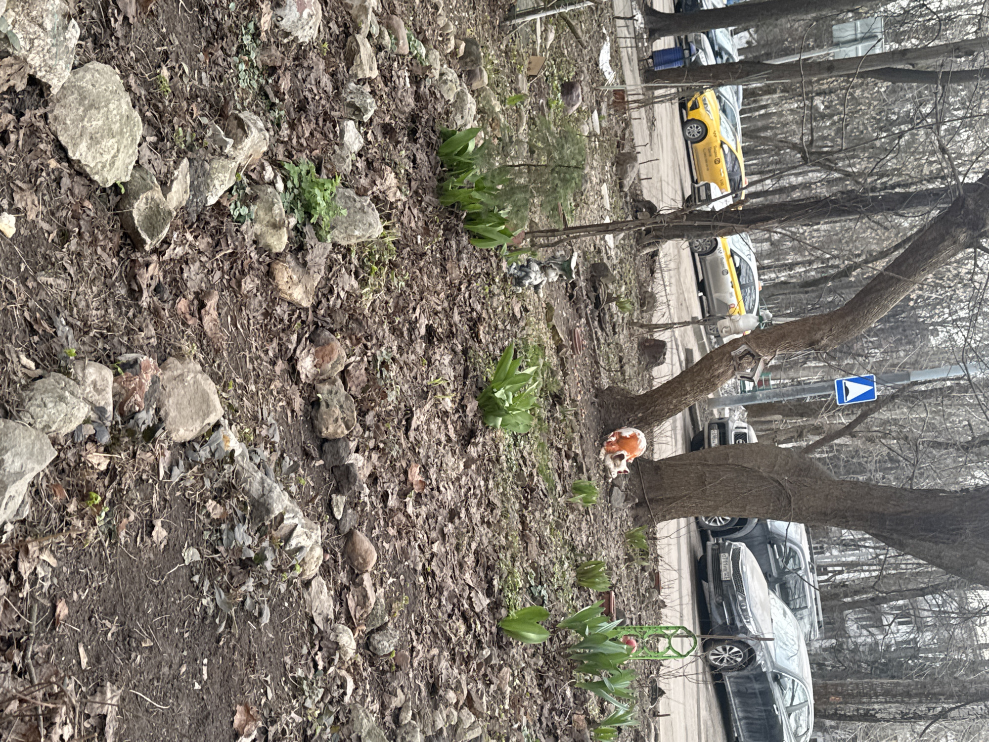 The image displays an urban green space in Moscow, Russia, characterized by the dormant state of late winter or early spring. The foreground consists of disturbed earth, densely covered with brown, dry deciduous leaves, interspersed with numerous irregular light-colored rocks. Small clusters of green, pointed-leaf plants are emerging from the ground.
In the midground, several large, bare-branched deciduous trees with rough bark dominate, their trunks partially obscuring the background. A ceramic or plastic orange and white fox-like garden ornament is positioned at the base of a central tree trunk. To the right, a grey garden gnome figurine rests amongst the leaves, and a green metal trellis or support structure stands upright. A small evergreen sapling is visible to the mid-left. A blue square traffic sign featuring a white upward-pointing triangle (pedestrian crossing warning) is affixed to a pole on the left.
The background reveals a paved street with multiple parked vehicles. Two yellow sedans, clearly branded as "Yandex Taxi" vehicles with Cyrillic text, are visible on the left. On the right, a dark grey Kia Optima sedan with Russian license plate "O711BB 777" and a dark grey SUV are parked. Distant bare trees and multi-story residential buildings are faintly discernible beyond the street. A blue trash receptacle is partially visible on the far left. No human or animal subjects are present in active motion.