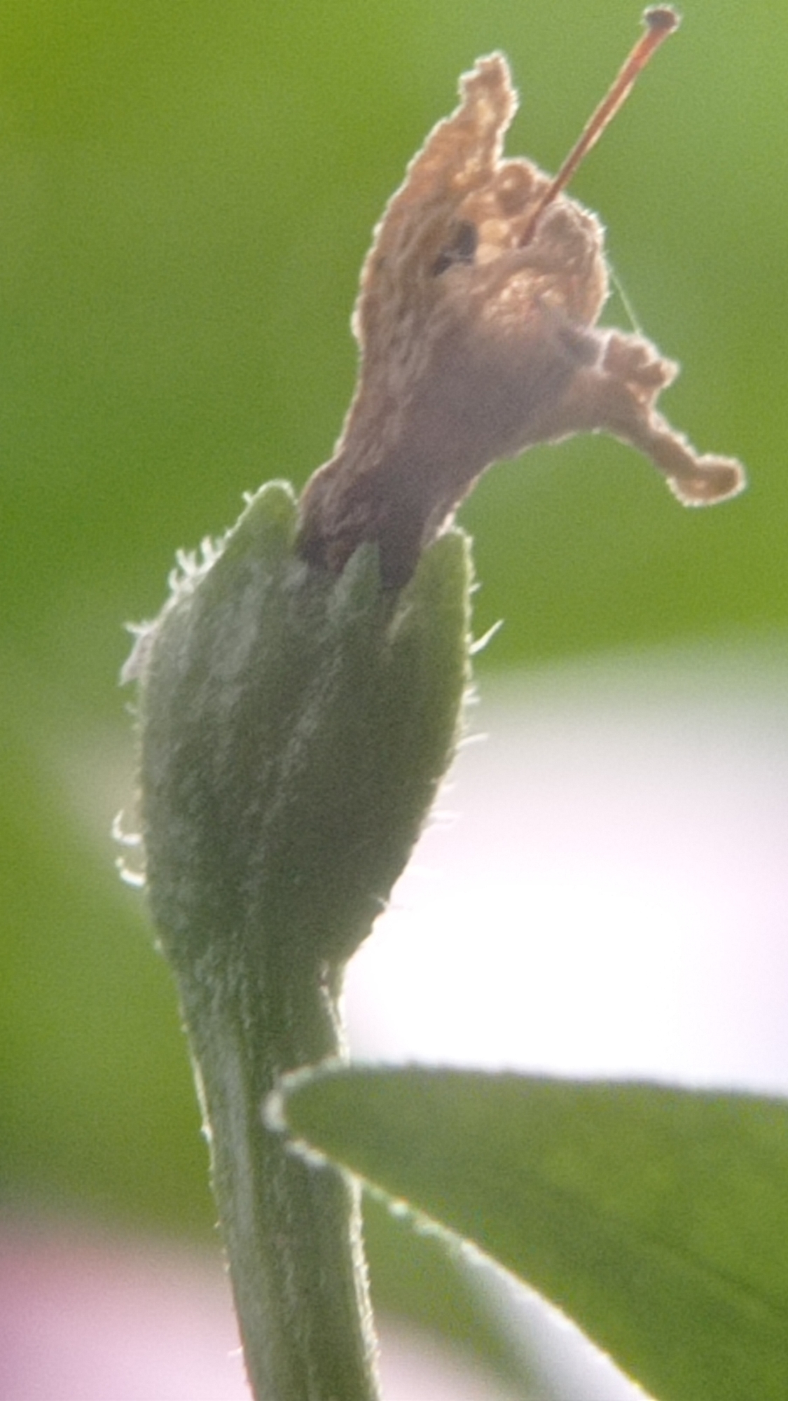 A close-up, low-angle shot focuses on the top of a green plant stem. Atop the stem is a dry, brown, shriveled flower bud or remnant, with a thin, light-brown filament extending upwards and to the right. The background is a blurred wash of soft green, with a bright, hazy white area to the right. A green leaf extends into the foreground from the lower right, its edge softly illuminated. The scene appears to be outdoors.