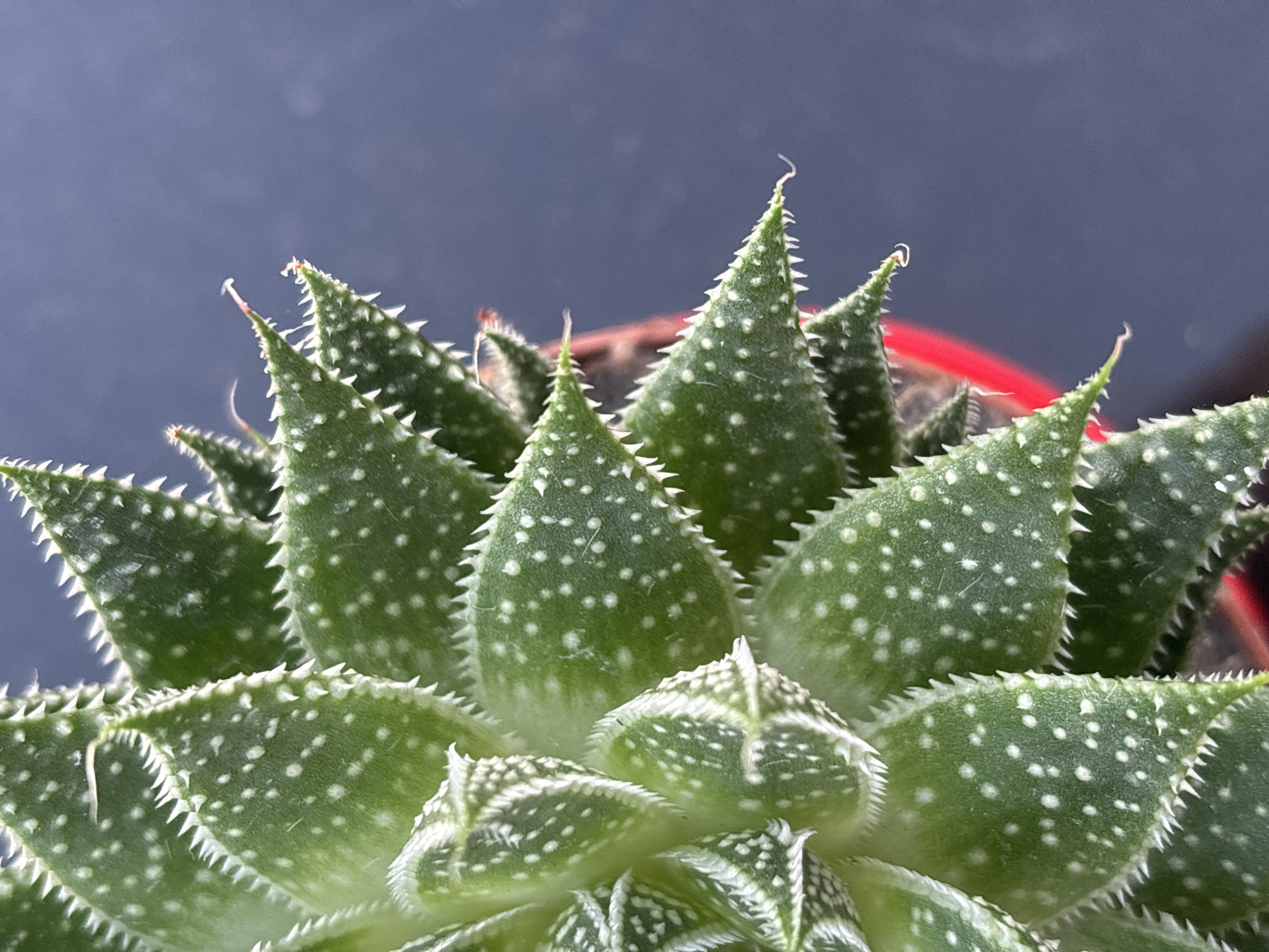 The image depicts a close-up view of a succulent plant, likely a species of Aloe or Haworthia, characterized by its thick, triangular, green leaves with white spots and serrated edges. The plant is in a red pot, partially visible in the background. The backdrop is a blurred dark blue-grey color. There are no people, subjects, or objects in the image. The image does not contain location information and can not be confirmed to be located in Burgas, Bulgaria.
