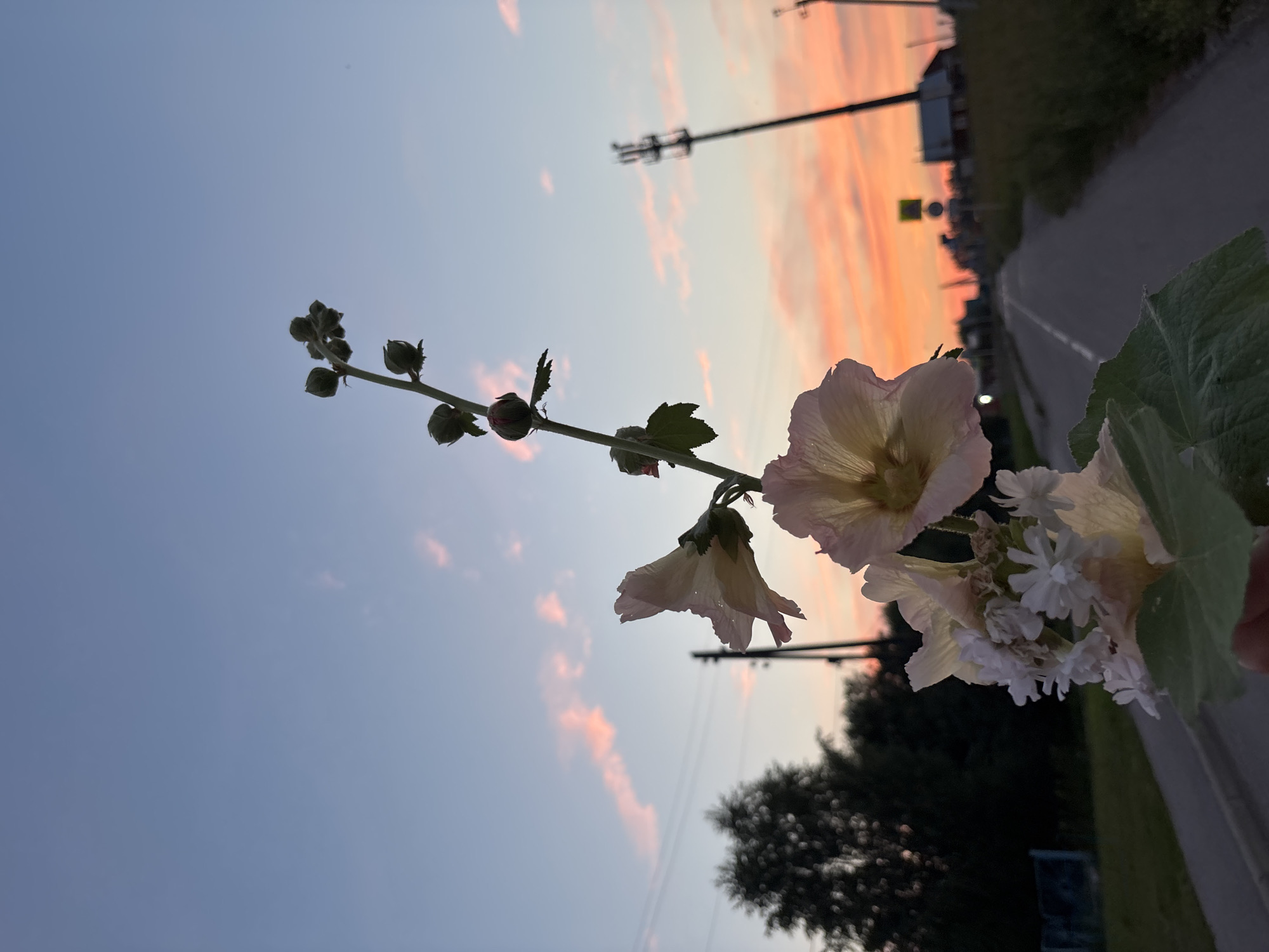 The image depicts a close-up view of a flower stalk with several light pink hollyhock flowers and buds, held in the foreground against a dusky sky. The sky displays a gradient of blues and pinks, with wispy clouds illuminated by the setting sun. In the background, a rural road stretches into the distance, flanked by grass and vegetation. Utility poles and some indistinct buildings are visible along the roadside, suggesting a semi-urban or rural environment. The overall scene captures a tranquil moment during sunset in Vishnevka, Russia.