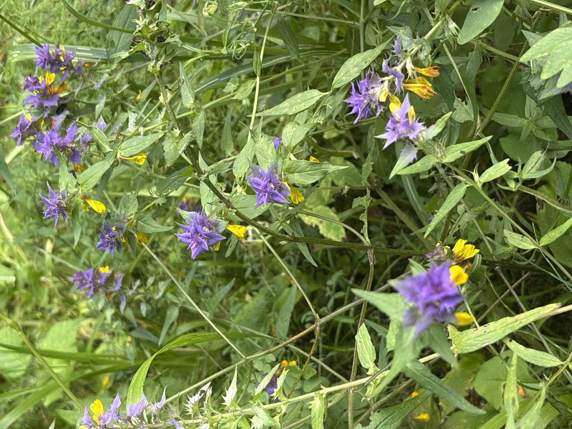 The image displays a close-up view of purple flowers with yellow accents, interspersed with green foliage. The flowers are star-shaped with pointed petals. They are clustered on thin stems, surrounded by a variety of green leaves and blades of grass. Some of the leaves appear slightly tattered. The background is a soft blur of greens and hints of yellow, suggesting a natural, outdoor environment. There are no people or man-made objects visible in the scene. The lighting suggests it is daytime, with natural light illuminating the plants. The specific location within Granat, Russia, cannot be determined from the visual information provided in the image.