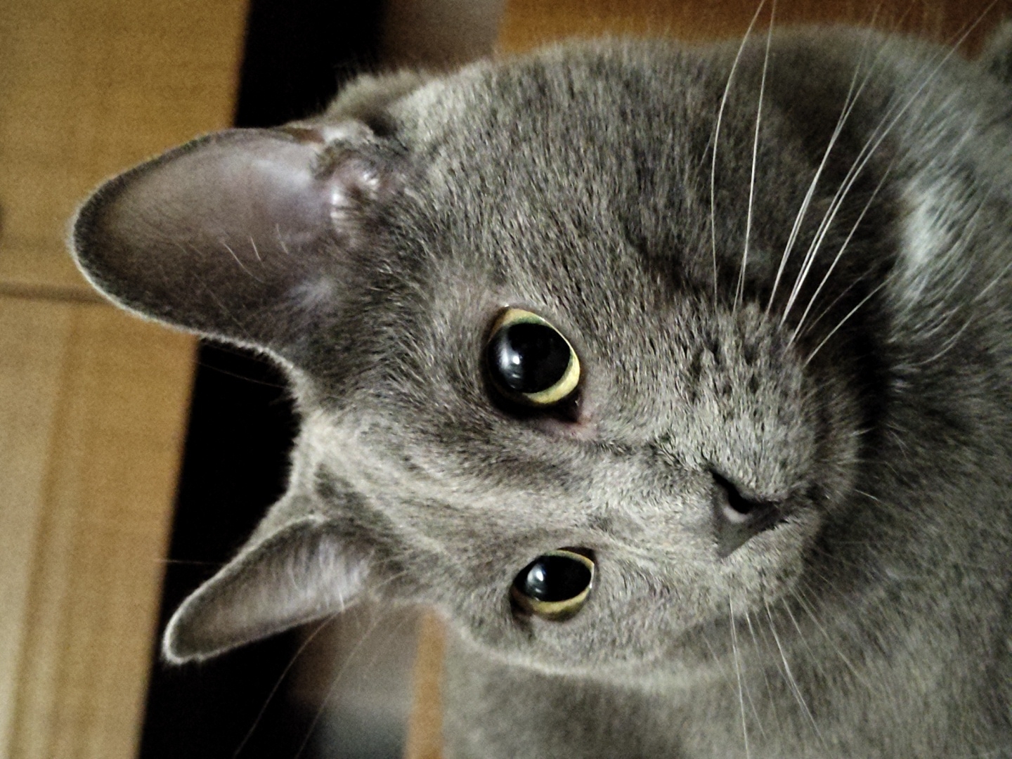 A close-up, eye-level, waist-up portrait shot shows a domestic shorthair cat with short, dense, gray fur and luminous yellow eyes. The cat's head is angled slightly to the left, with its ears perked and facing forward. Its whiskers are long and white, fanning out from its muzzle. The cat's nose is dark and heart-shaped. The background is softly blurred, with warm, brown tones suggesting indoor furniture. The lighting is diffused, casting a gentle glow on the cat's face and highlighting the texture of its fur. The overall impression is one of quiet observation and gentle curiosity.