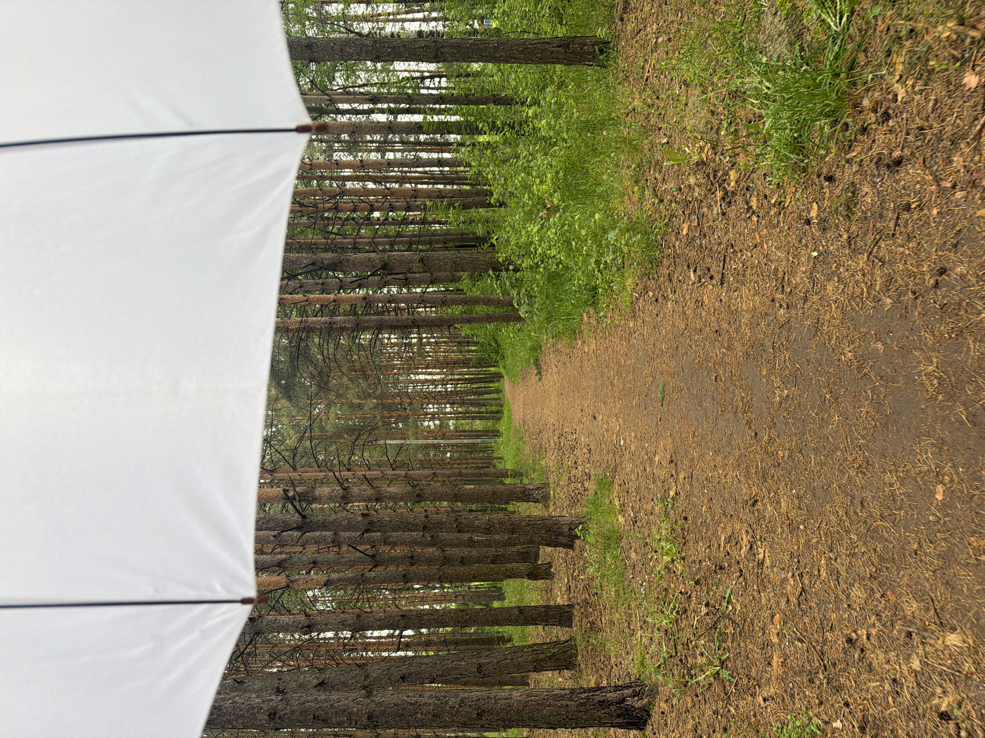 The image captures a first-person perspective of a forest scene, partially obscured by a large, white umbrella. The umbrella occupies the left half of the frame, showing its clean white fabric and a dark structural rib.
Beyond the umbrella, a narrow, light brown dirt path, covered with fallen pine needles, extends into the distance, suggesting a walking trail. This path is flanked on both sides by dense rows of tall, slender pine trees with dark, textured bark, forming a natural corridor. The trees appear to be part of a managed forest, possibly a pine plantation, consistent with the flora found in areas like Chaikovsky, Russia.
Green undergrowth, including bushes and grass, lines the edges of the path and grows between the tree trunks, adding a vibrant contrast to the earthy tones of the path and tree bark. The lighting is bright and even, indicating daylight, possibly an overcast day, or the umbrella is being used for sun protection. No people or visible text are present in the image. The scene conveys a sense of peaceful solitude in nature, perhaps during a walk or hike.