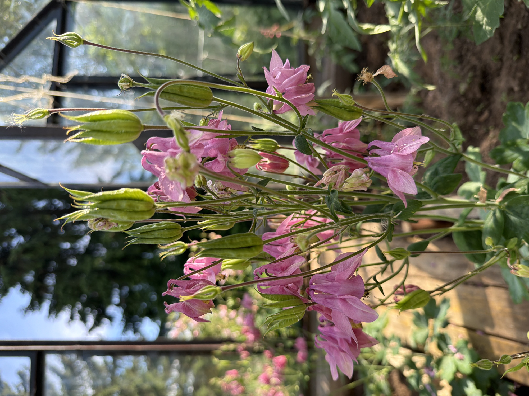 This image, captured in the city of Прикамский, Russia, displays a close-up, vertical composition centered on a cluster of pink Aquilegia (Columbine) flowers and their associated green seed pods. The vibrant pink flowers, multiple in number and bell-shaped with prominent spurs, are in various stages of bloom and decline. Interspersed among the flowers and extending above them are numerous elongated, ribbed, green seed pods and unopened buds, supported by slender, hairy green stems.
The background reveals an indoor greenhouse environment. On the left, a dark vertical structural frame is visible, beyond which a clear blue sky and blurred, dark green coniferous trees are discernable through glass panes, indicating an outdoor setting. The right side of the background shows additional blurred glass panes and metal structural elements of the greenhouse, with bright natural light filtering through, creating bokeh effects. The lower portion of the background consists of dark brown, loose soil, along with out-of-focus green foliage and additional blurred pink flowers, suggesting a larger cultivated area. A blurred wooden element is present in the lower-left background. No people or animals are present in the scene.