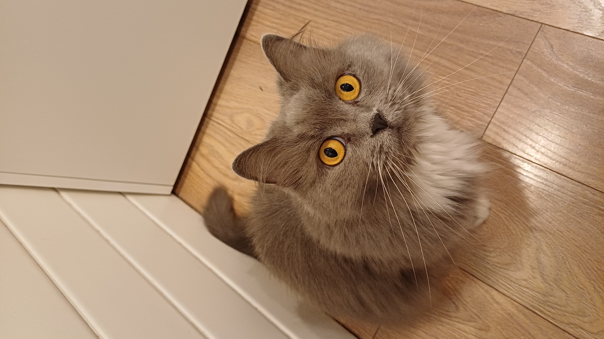 A gray, fluffy cat with yellow eyes is sitting on a light brown hardwood floor. The cat is looking up at the camera. To the left of the cat is a white painted wooden surface. The location is unknown and there is no indication it is Timokhovo, Russia.
