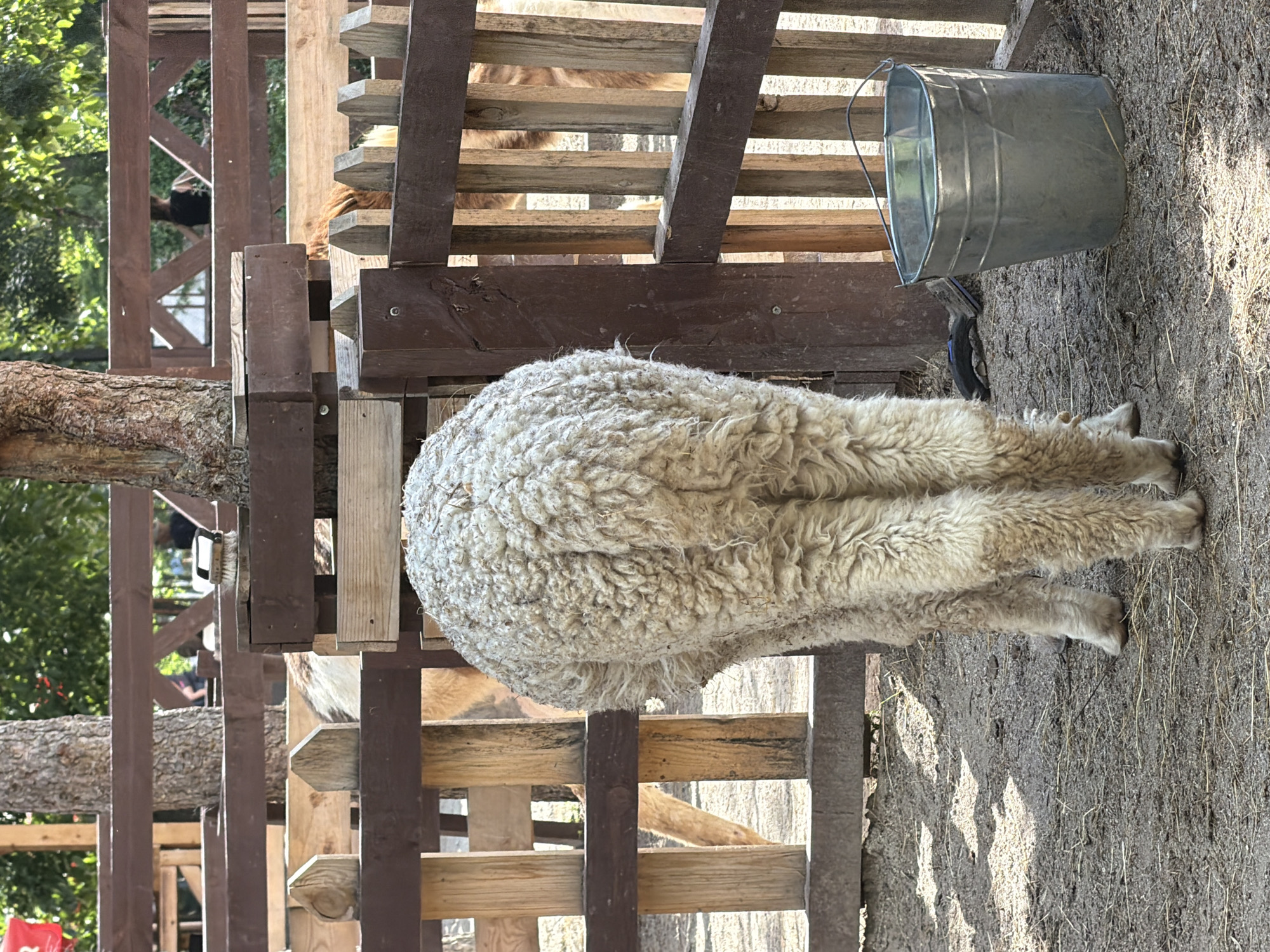 The image shows the rear of a sheep in an enclosure. The sheep has a thick, woolly, light-colored fleece and stands on a dirt ground covered with some straw. The enclosure is made of wooden fences, with some vertical wooden posts and horizontal planks. Behind the sheep, other animals, possibly goats or other sheep, can be seen through the fence. A metal bucket filled with water is placed near the fence on the right side of the image. The background reveals trees and foliage, suggesting an outdoor setting. The scene is likely a petting zoo or a farm in the city of Sofia, Bulgaria.