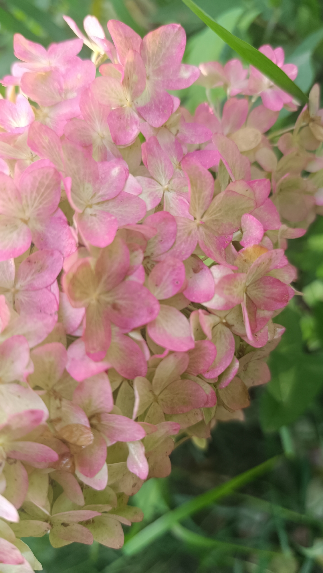 This is a close-up, vertical, outdoor photograph of a cluster of pink and pale green hydrangea flowers. The flowers are densely packed, and many of them show signs of age, with some browning or drying petals. The background consists of blurred green foliage, suggesting a garden or natural setting. There are no people or specific landmarks visible that would indicate a location within the city of Karsha, Russia. The image is a naturalistic depiction of flowers.