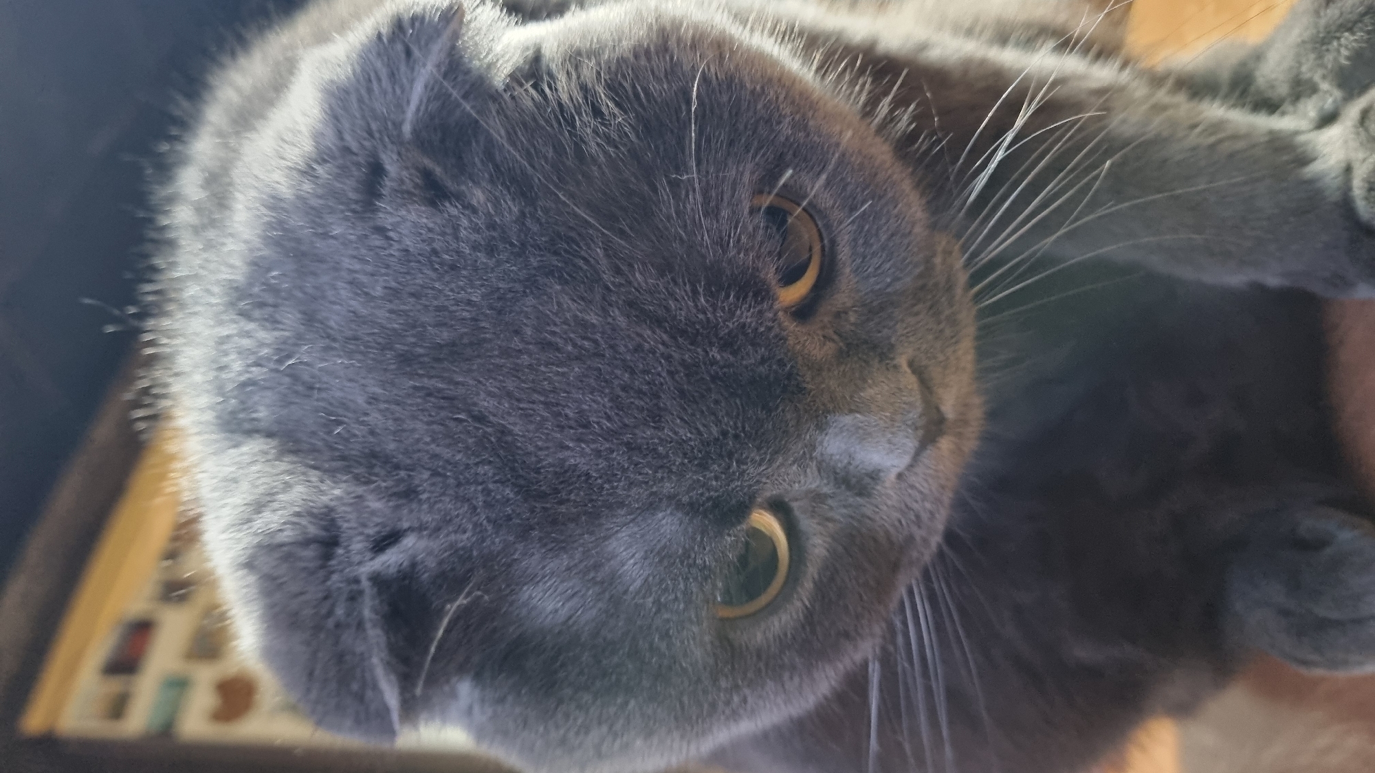 A close-up, eye-level shot captures a grey Scottish Fold cat looking downwards with its ears folded. The cat has yellow-green eyes and white whiskers. The background is blurred, showing hints of shelves with various objects in what appears to be an indoor setting. The scene is static, with no discernible action or interaction. The lighting is soft, with a slight highlight on the cat's fur. The image does not contain any elements that would allow for the determination of its location in Vysokoe, Russia.