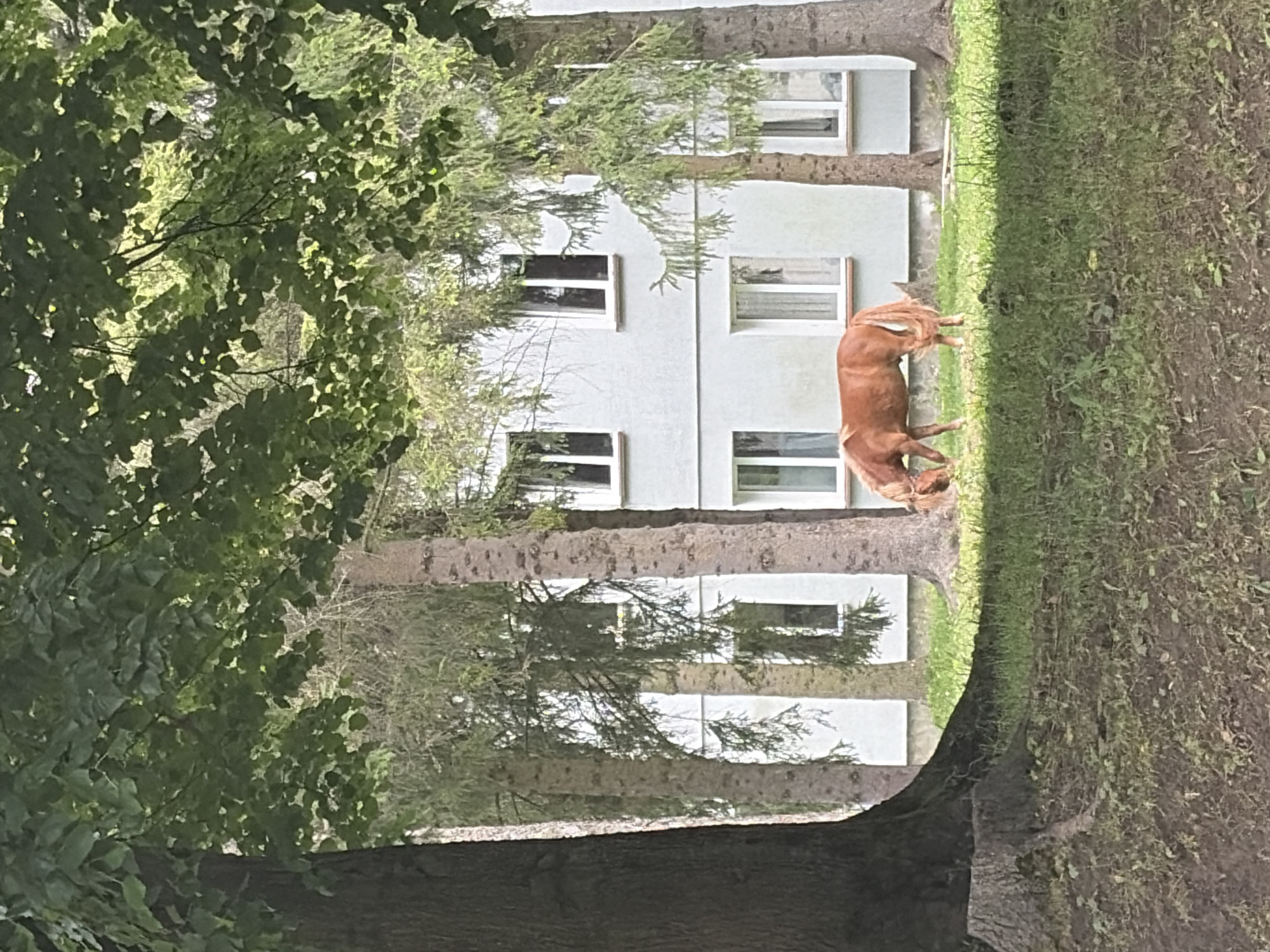 A single brown horse is grazing on a grassy area in front of a light blue building with white-trimmed windows. The horse is positioned in the middle-right of the frame, facing left with its head down. Several tall trees with green foliage are scattered throughout the scene, with the trunks of two trees prominently displayed in the foreground and mid-ground on the left and right respectively. The building appears to be an apartment complex or a similar multi-story structure. The ground in the foreground is a mix of dirt and grass.