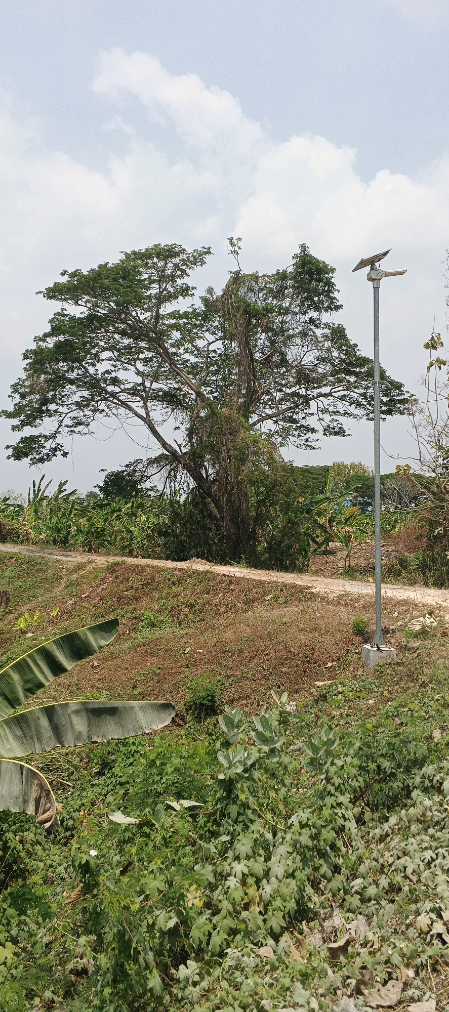 The image depicts an outdoor scene with a large, mature tree dominating the center. The tree has a broad canopy of green leaves and is intertwined with vines. In the foreground, there is lush green vegetation, including some large, broad leaves that appear to be from a banana plant. To the right of the tree, a solar-powered street lamp is visible, mounted on a metal pole with a concrete base. A dirt path winds through a grassy, slightly elevated area between the vegetation and the tree. The sky is overcast with scattered clouds. The overall environment suggests a natural or semi-rural setting, potentially on the outskirts of a city. The image does not contain any people or specific identifying landmarks that would place it in Laren, Indonesia.
