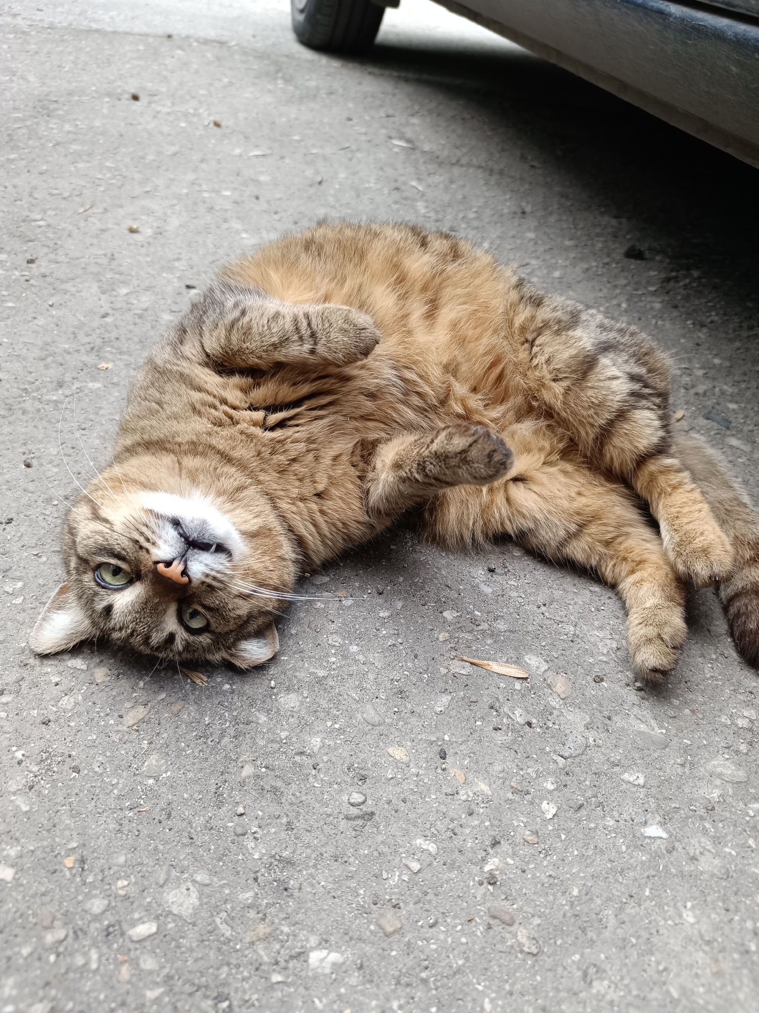 A tabby cat with brown and black markings lies on its back on a grey asphalt surface. The cat's paws are curled up and tucked near its chest. The cat's head is tilted back, revealing its face with green eyes, a pink nose, and white whiskers. The front portion of a dark-colored car is visible in the upper right corner of the frame. The location is likely in Plovdiv, Bulgaria.