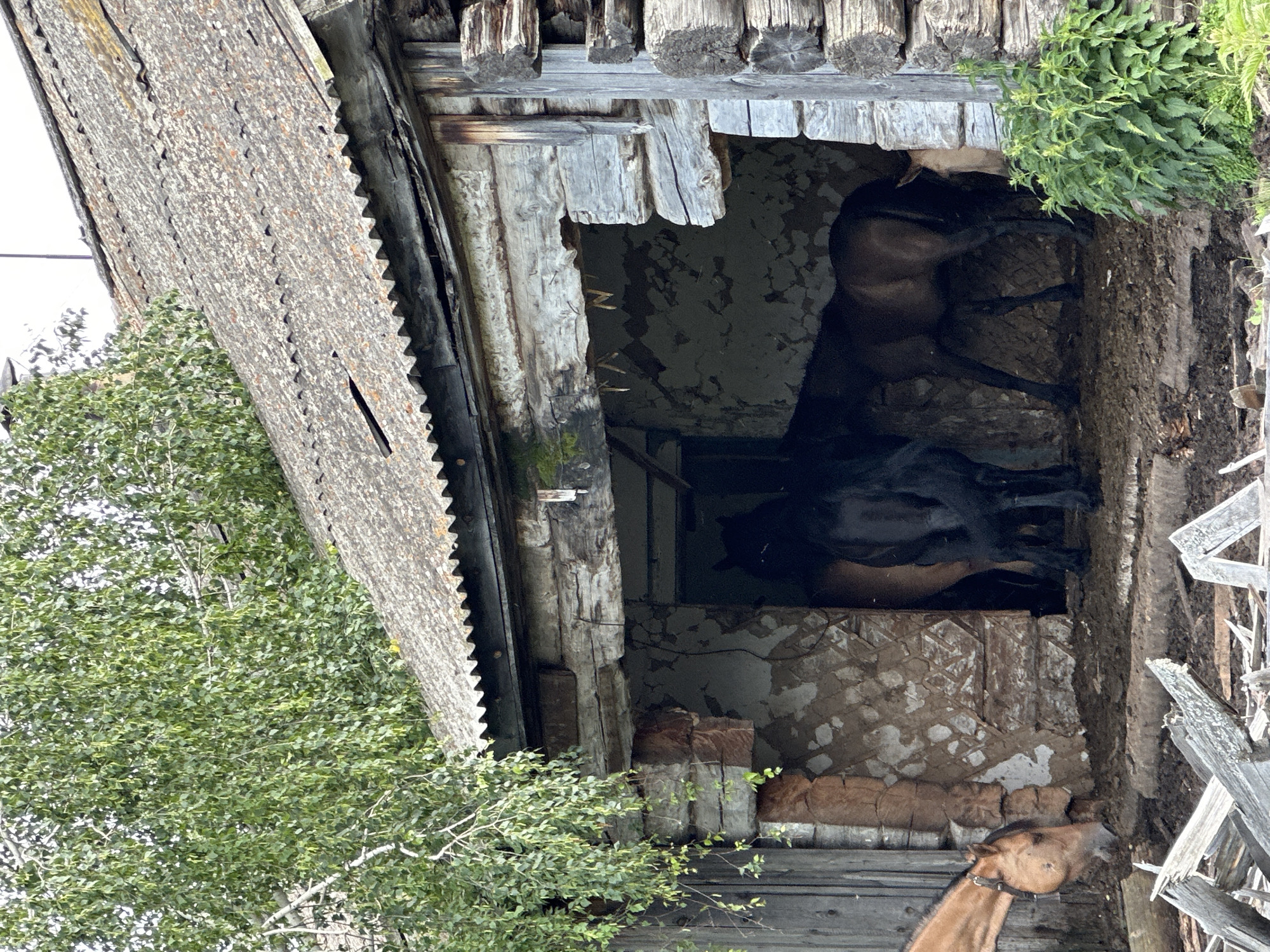 The image shows the interior of a dilapidated wooden structure, possibly a stable or barn, with several horses visible. The structure appears to be old and in disrepair, with weathered wood, peeling paint, and debris scattered around. The lighting suggests it is daytime, and the scene appears to be outdoors, with greenery visible through openings and around the structure.
The main subjects are three horses. Two of them are dark-colored and appear to be standing or lying down inside the structure, partially obscured by shadows. A third horse, lighter in color, has its head and neck protruding from the bottom of the opening, and its head is lowered as if resting or eating. The horses seem calm, and there are no humans visible in the frame.
Notable details include the rough, unfinished textures of the wood, some of which appears to be logs. There are also areas of what looks like concrete or plaster with a rough, textured surface inside the structure. The overall impression is one of neglect and age. The presence of the horses suggests a rural or agricultural setting. There is no visible text in the image.