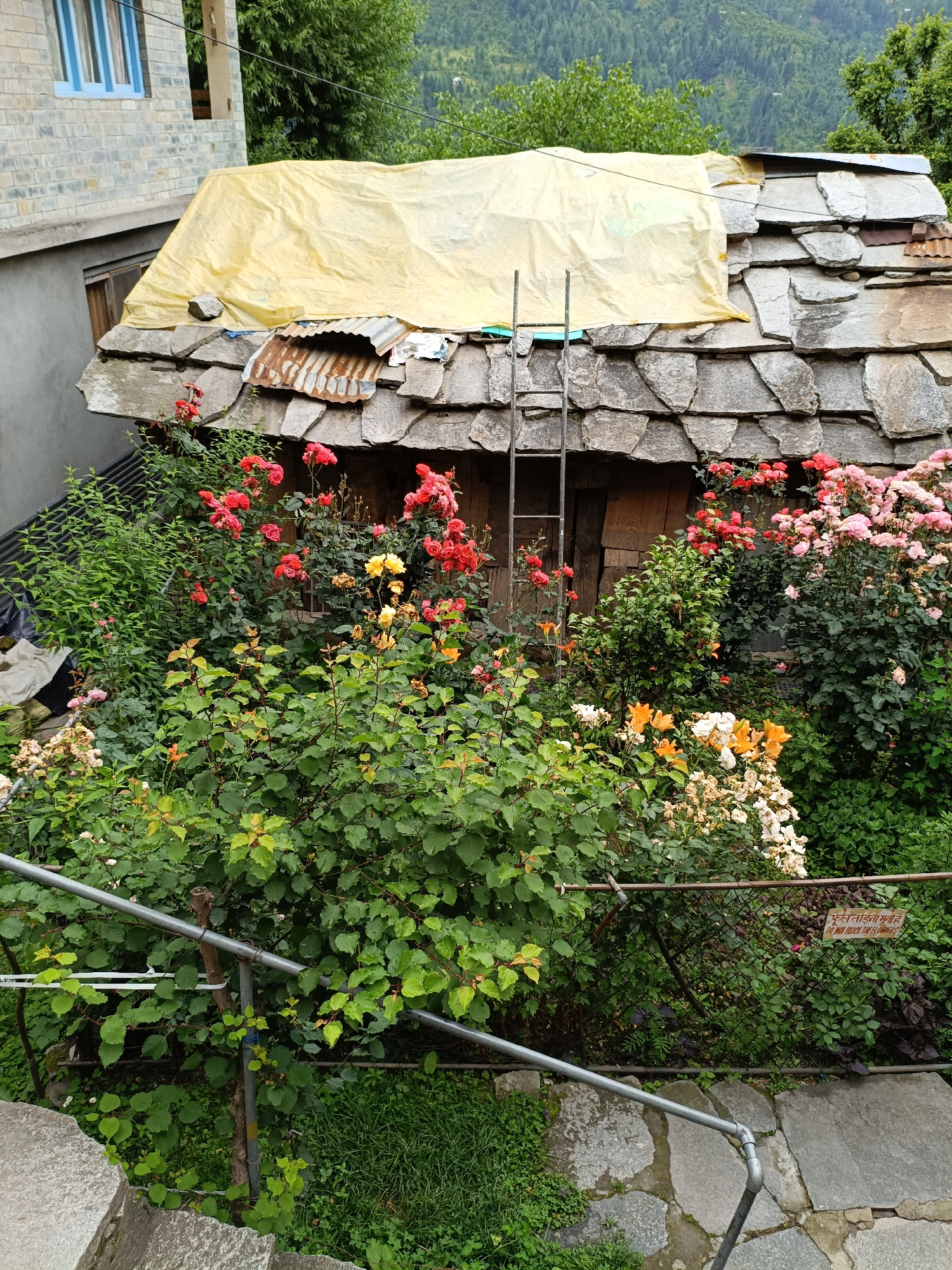 The image depicts a quaint, traditional house with a stone-tiled roof and a partial yellow tarp covering the top. Lush green vegetation and a vibrant assortment of blooming roses in shades of red, pink, and yellow surround the structure. A metal ladder leans against the roof, suggesting recent repairs or access. In the background, a building with a brick facade and blue-trimmed windows is visible, along with a densely forested hillside typical of Vashisht, India. The foreground shows a pathway paved with flat stones and a metal railing, indicating a well-trodden area. A small wooden sign with Hindi text and English text reading "DO NOT TOUCH THE FLOWERS" is affixed to a wire fence, reinforcing the presence of a garden. No people are present in the scene.