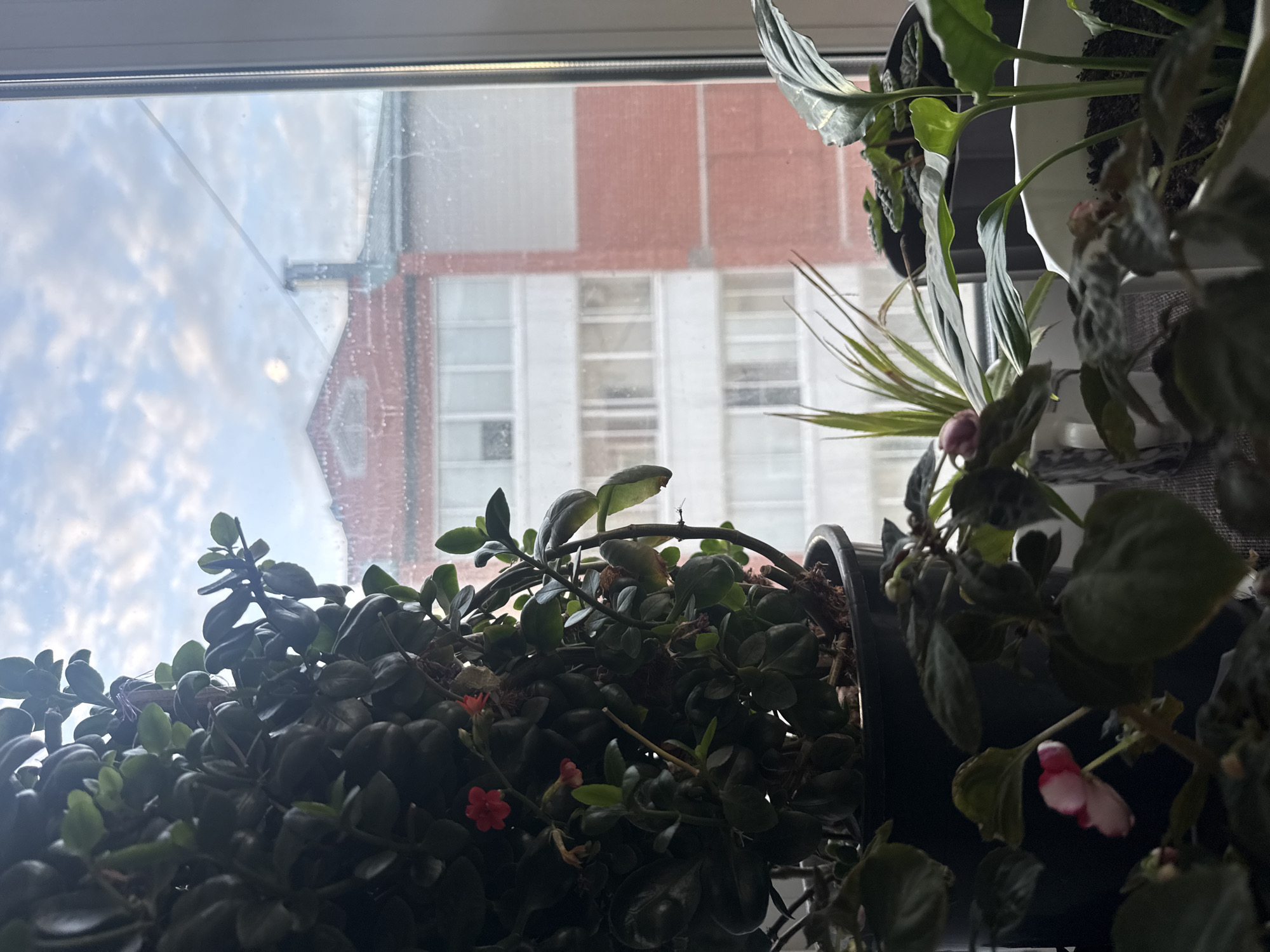 In Birobidzhan, Russia, a collection of potted houseplants sits on a windowsill, obscuring a view of an apartment building and the sky. The plants vary in size and type, with some featuring vibrant green leaves and others displaying small red and pink flowers. Through the window, a multi-story building with red brick and white sections is visible against a cloudy sky. The overall scene is domestic and tranquil, suggesting a quiet moment indoors.