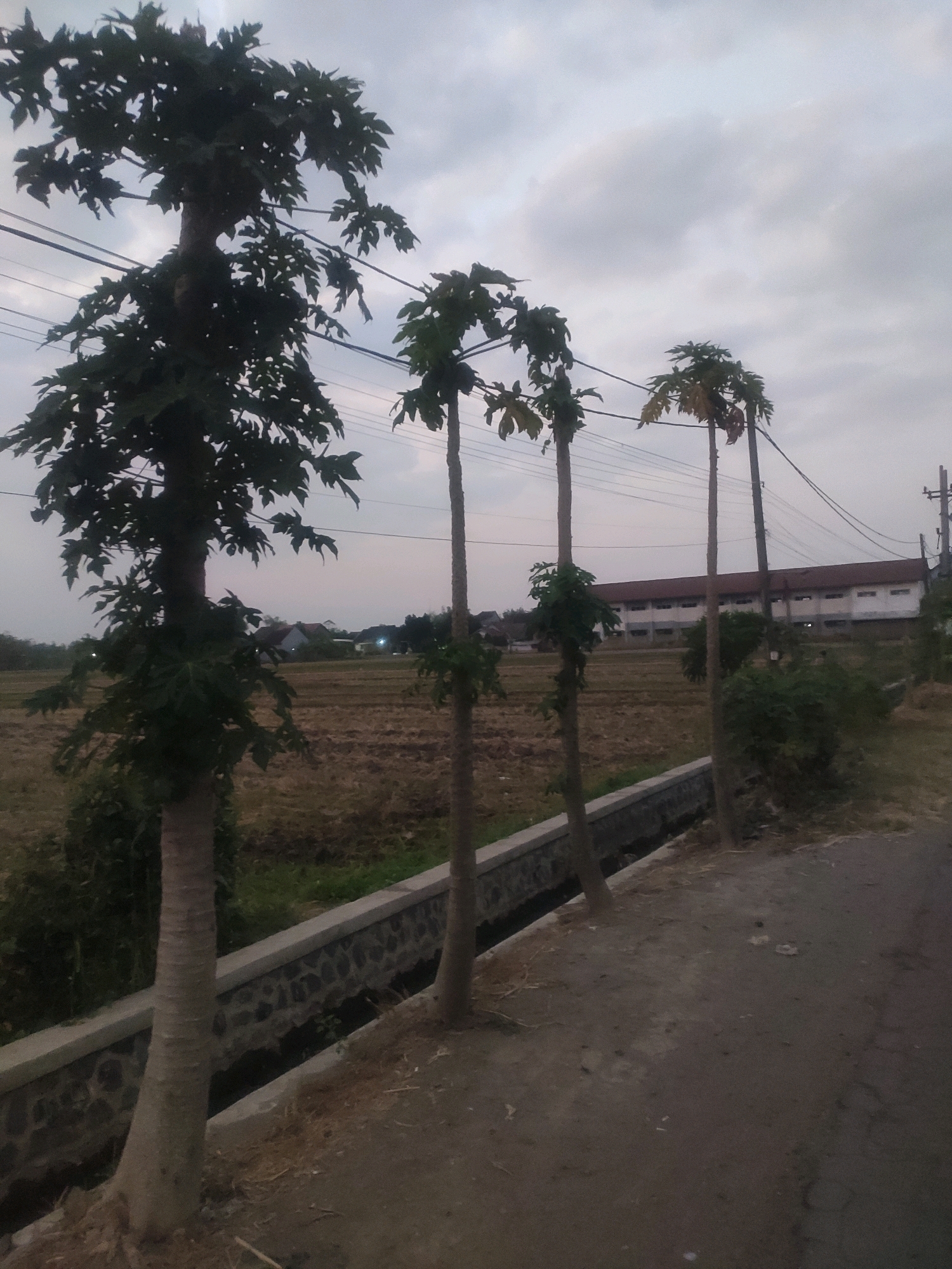 In Bongkot, Indonesia, a row of four tall papaya trees stands along a concrete path next to a field. The trees have rough, grey trunks and sparse, leafy canopies. The field behind them is mostly dry and appears to be recently harvested, with some scattered vegetation. A long, low building with a red roof and white walls is visible in the background, along with utility poles and power lines. The sky is overcast with grey clouds. The image has a somewhat grainy texture, and the lighting suggests it was taken during the late afternoon or early evening. There are no people or animals visible in the frame.