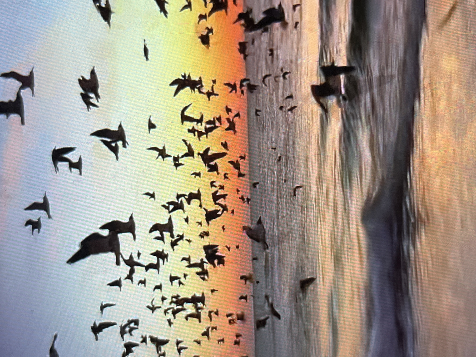 The image displays a large flock of birds in flight against a colorful sky, likely at dusk or dawn. The left side of the image exhibits a gradient from light blue to orange and yellow. Silhouetted birds are scattered throughout this area. On the right, a textured, vertical element appears, perhaps a rock formation or building facade illuminated by the same colorful light. Some birds are also silhouetted against this surface. The location in the city of Tinaquillo, Venezuela, is not evident solely from the image. There is no evidence of people or interactions.