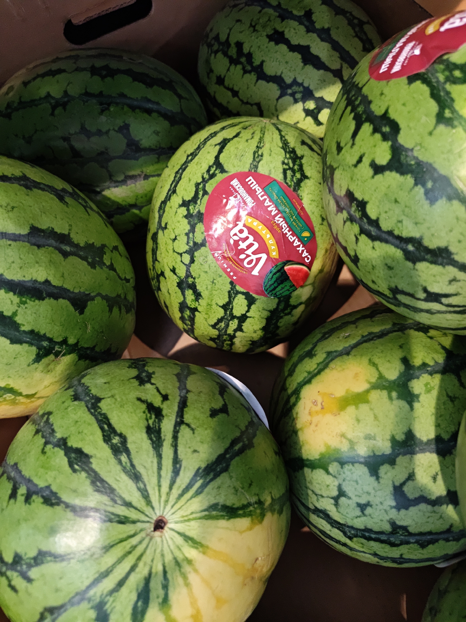 The image shows several watermelons in a cardboard box, likely at a market or store in Shcherbinka, Russia. The watermelons are green with dark stripes, and one has a red sticker with text in Russian, including "Vita" and a small illustration of a slice of watermelon. The watermelons are arranged in a way that suggests they are for sale, with some appearing larger and more spherical, and others elongated. The lighting suggests an indoor setting, possibly a market stall or grocery store.