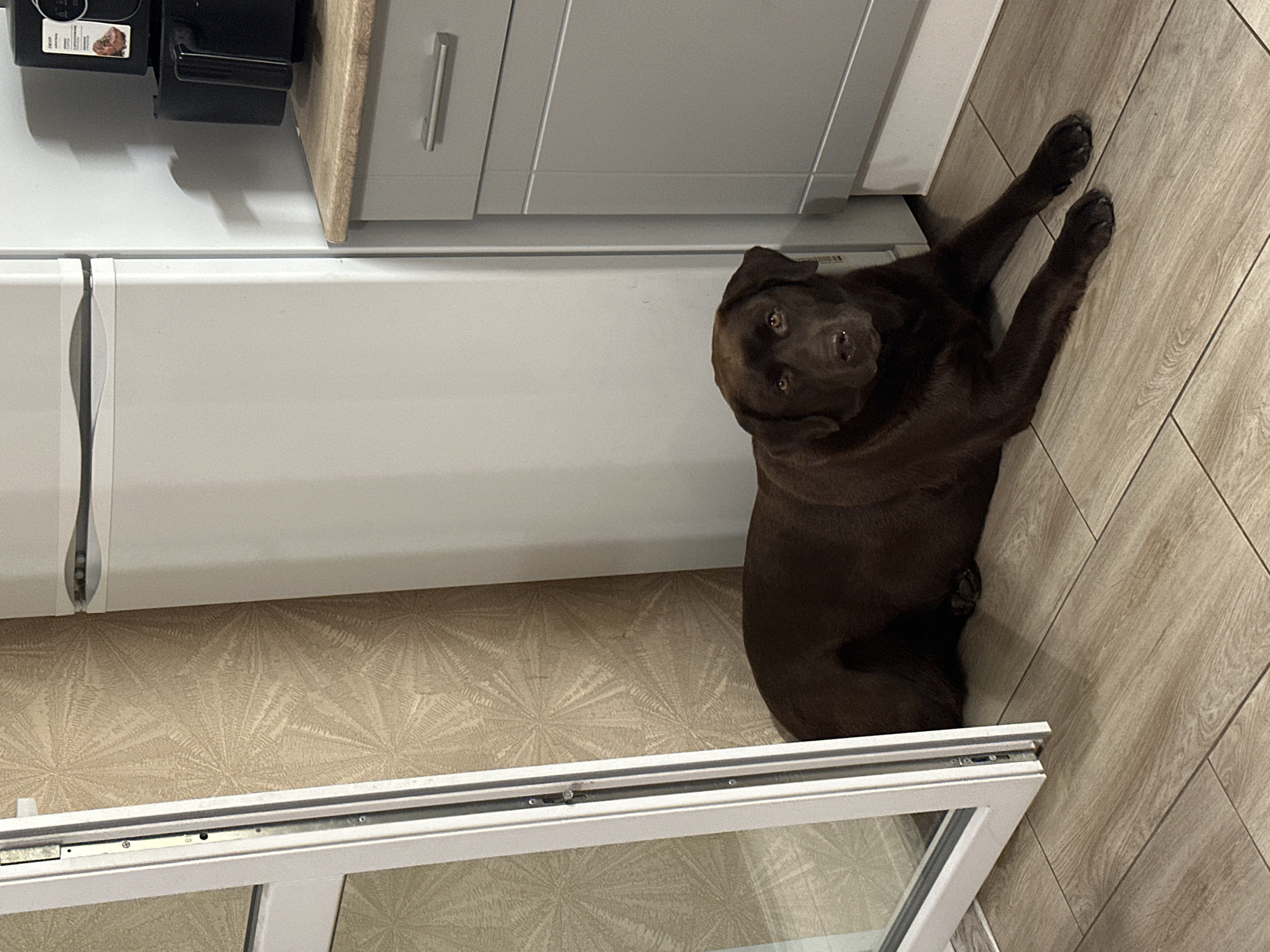 An adult brown Labrador Retriever is lying down on a light brown, wood-look tile floor in what appears to be a kitchen or utility area. The dog is facing forward, with its head slightly tilted and its eyes looking directly at the camera. Its body is extended, with its front paws resting on the floor in front of it. To the left of the dog is a white framed door or window, open and angled inwards, revealing a textured beige wallpaper with a repeating starburst pattern. Behind the dog and to the right is a white refrigerator. Further to the right, a portion of grey kitchen cabinetry with silver handles is visible, and on top of the counter sits a black air fryer. The overall lighting suggests an indoor setting, possibly during daylight hours.
