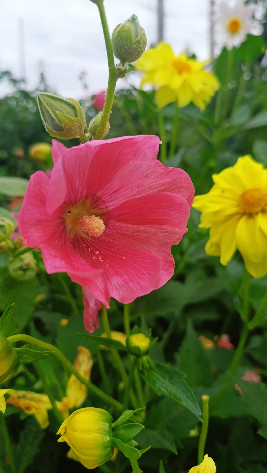 This is a close-up, eye-level, vertical outdoor photograph of pink and yellow flowers. The primary subject is a bright pink hollyhock flower in the foreground, slightly to the left of center. Its petals are delicate and veined, and its stamen is a fuzzy yellow. Behind the pink flower, to the right, is a yellow flower, also in focus, with a darker yellow center. In the background, out of focus, are more yellow flowers and hints of white flowers. Several green flower buds are visible, some on stems extending from the pink flower. The background is filled with lush green foliage and appears to be a garden or park setting. The sky is overcast and visible at the top of the frame. There are no people or animals in the image. The scene is located in the city of Karsha, Russia.