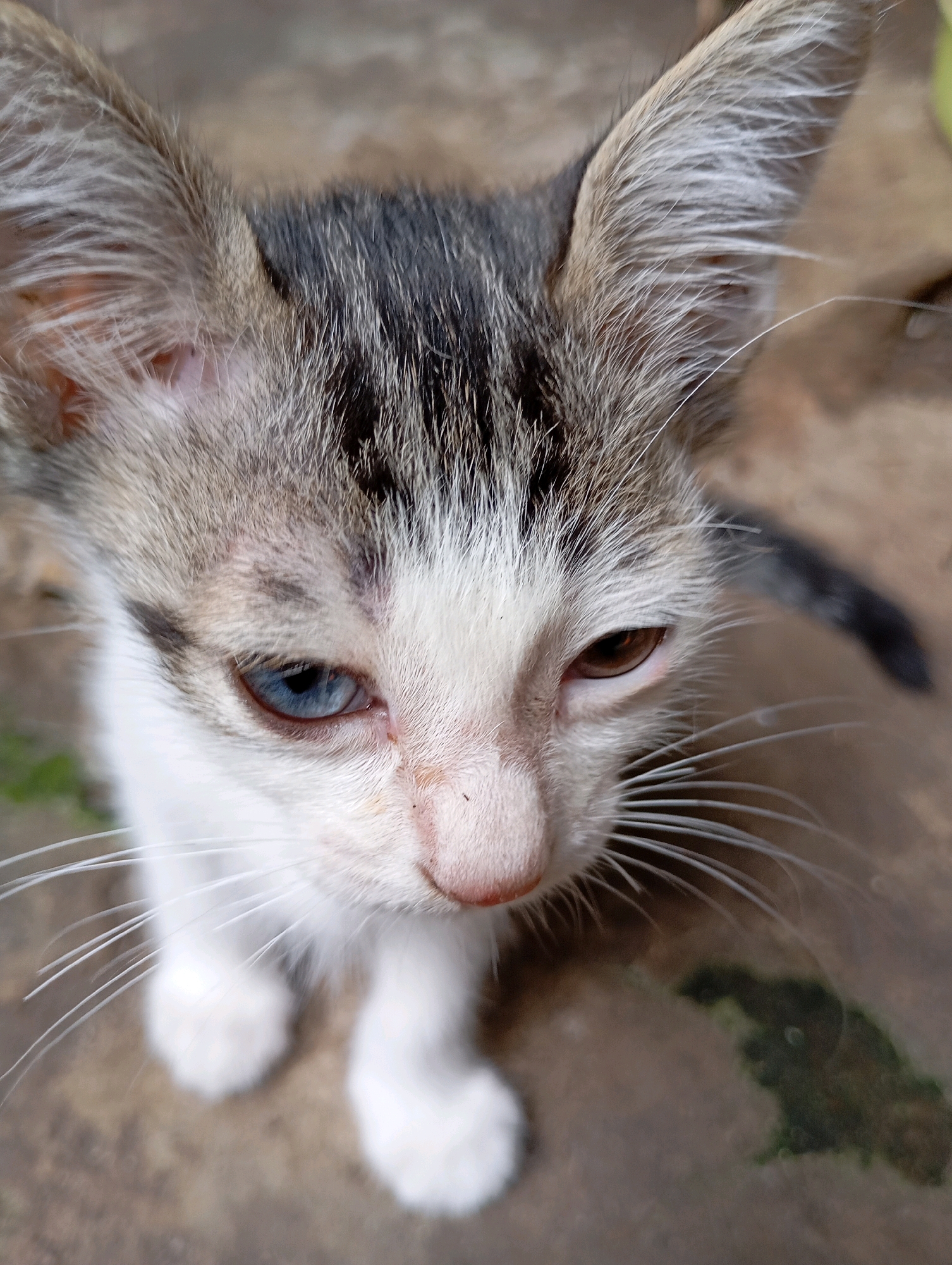 A close-up, high-angle shot captures a young tabby and white kitten from the chest up. The kitten has prominent, pointed ears with white fur on the inside. Its face is a mix of white and gray tabby markings, with a black stripe running from the inner corner of its left eye up towards its ear. The kitten has heterochromia; its left eye is a striking blue, while its right eye is a warm brown. Long, white whiskers fan out from its muzzle. The kitten's nose is pink, and its mouth is slightly open, revealing its pink tongue. Its chest and paws are white and appear fluffy. The background is a textured, earthy surface, possibly concrete or dirt, with a patch of dark green organic matter on the right. The lighting is natural and appears to be outdoors. The image's focus is on the kitten's face and upper body, with the background softly blurred. The scene is devoid of human presence. Given the provided context, this image was taken in Balikpapan, Indonesia.