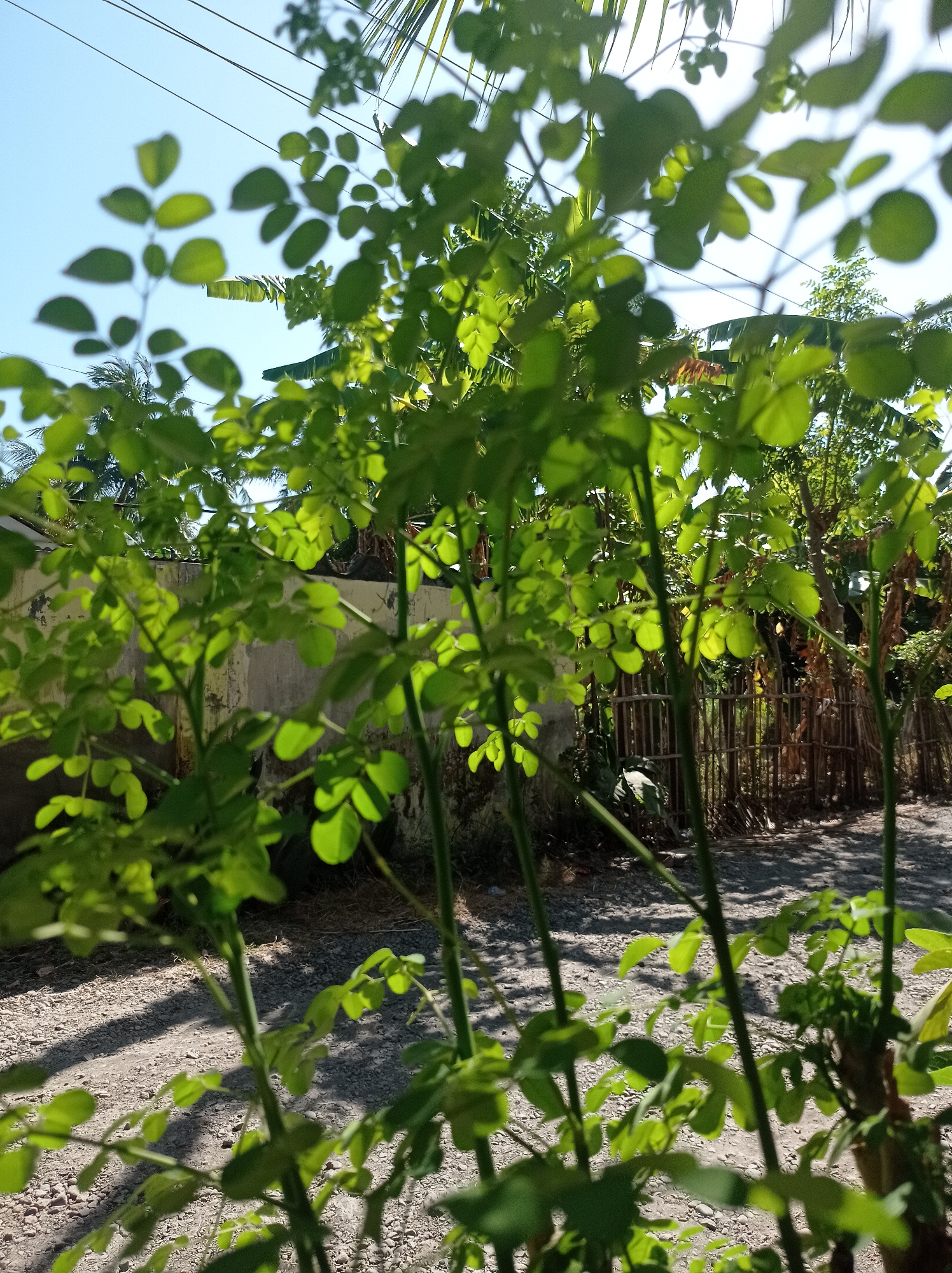 The image depicts a close-up view of a Moringa tree with its vibrant green leaves in the foreground. The tree is located in Mimbo, Indonesia. The background shows a rough gravel path, a traditional woven bamboo fence, and a weathered concrete wall, suggesting a rural or semi-urban setting. In the upper portion of the image, the clear blue sky is visible, with hints of palm fronds and electrical wires, indicating the presence of utility infrastructure. The lighting suggests it is a sunny day, with shadows cast on the ground by the leaves. No people are visible in the frame.