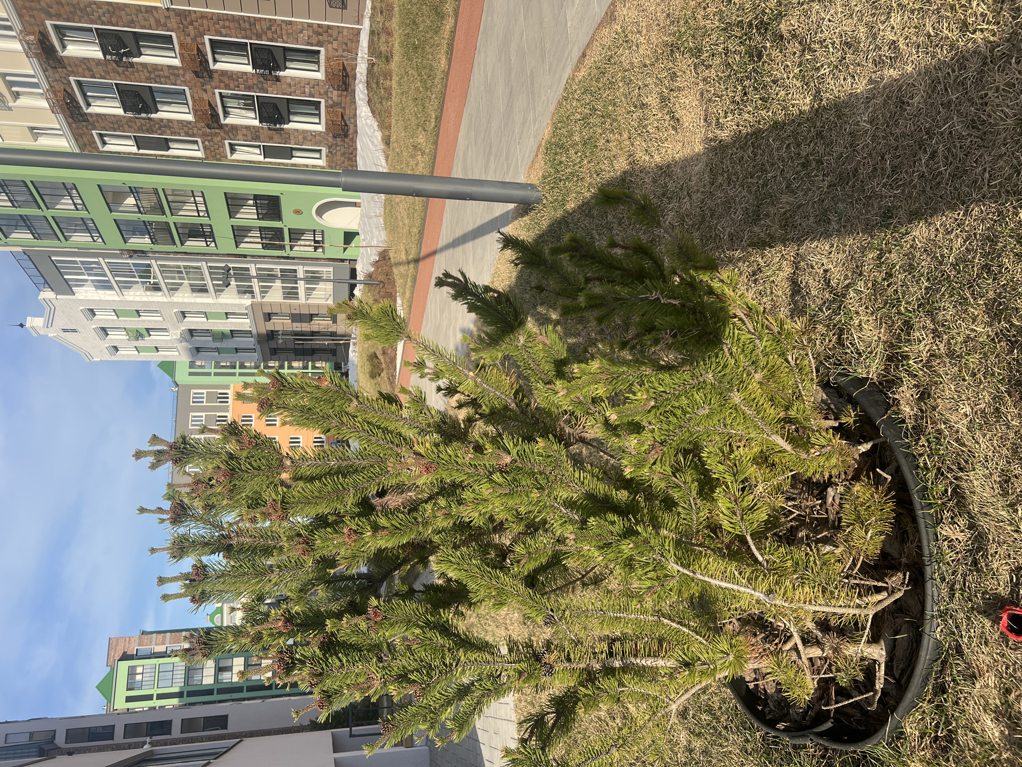 The scene is in Pervomaysky, Russia. A young, potted pine tree sits on dry grass. The pot is black plastic. In the background, a sidewalk curves away from the tree. Behind the sidewalk are several multi-story apartment buildings of varying colors, including green, beige, orange, and brick. The sky is visible in the upper left corner and is blue with some clouds. A gray metal pole casts a shadow on the grass near the tree.