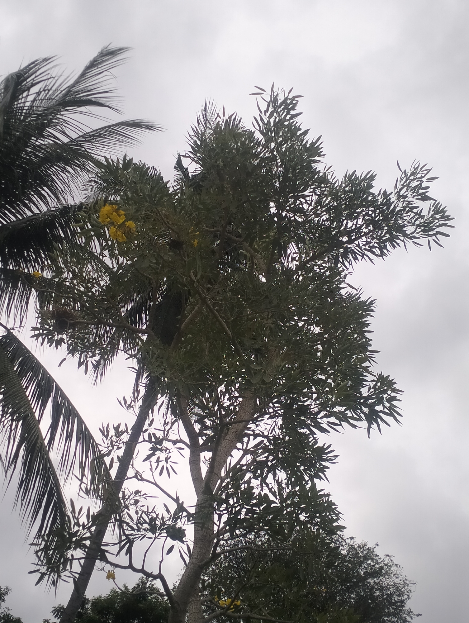 This is a low-angle, full shot of trees against an overcast sky, likely taken outdoors in Teupinreusep, Indonesia. The foreground is dominated by the dense foliage of several trees. On the left, a palm tree with long, dark fronds is visible. To its right, a broader tree with green leaves and some clusters of yellow flowers takes up the center and right of the frame. The branches of this tree are thick and gnarled. The sky is a uniform, light gray, indicating cloudy conditions. The overall impression is one of natural scenery, possibly in a park or residential area, with no visible people or specific man-made structures.