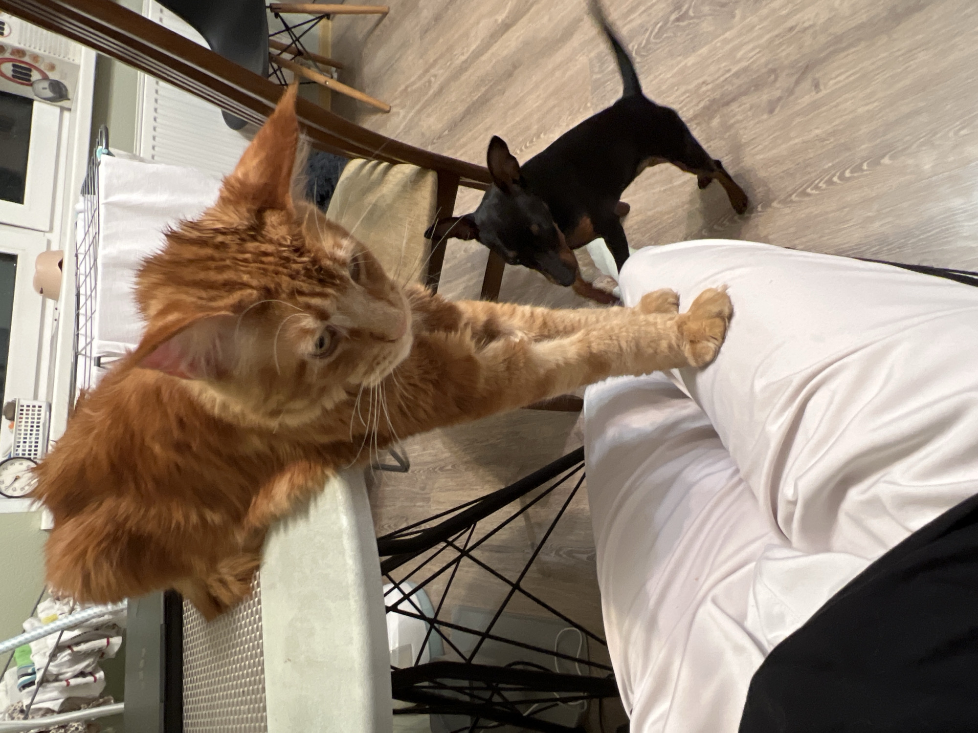 A domestic interior scene shows an orange cat extending its paws towards a person lying on a white-covered bed, while a small black dog stands behind them on a light-colored wooden floor. The cat is perched on the back of a black wire-frame chair. In the background, partially visible, is a white storage unit with items inside. The location is not identifiable as Saint Petersburg, Russia based on the provided visual information.