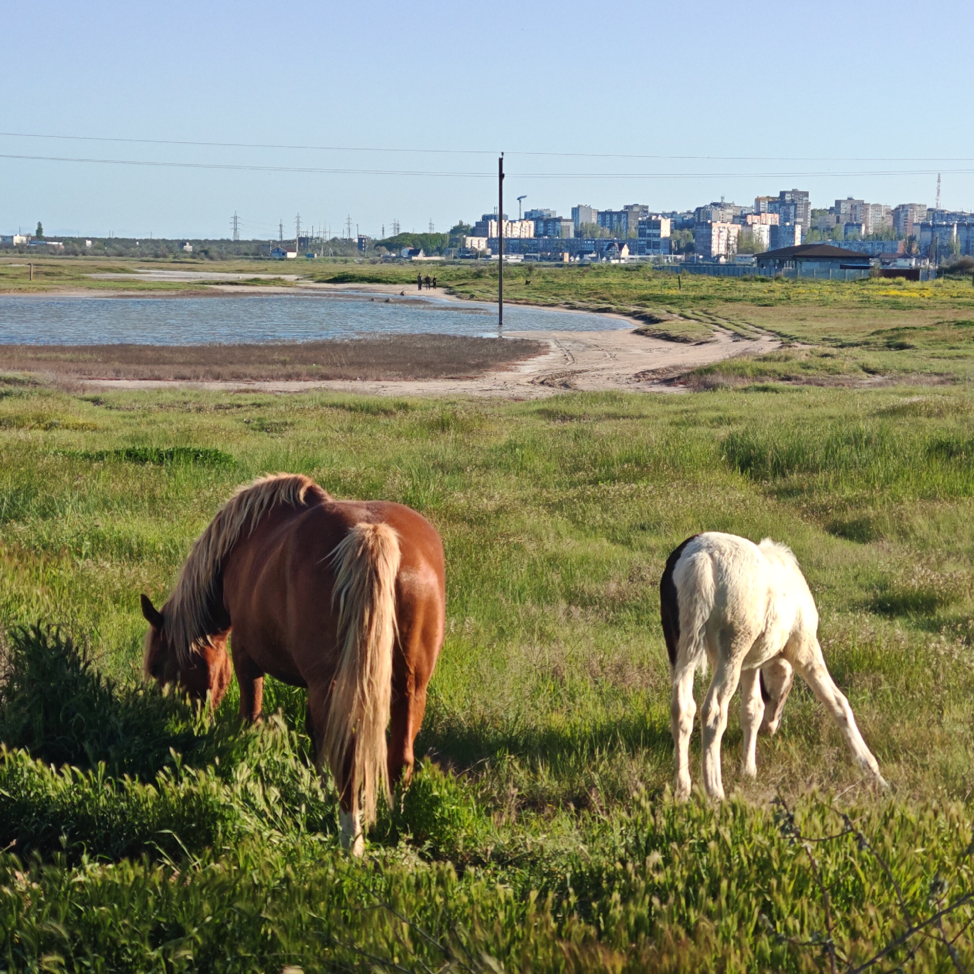 The image shows a grassy field with two horses grazing in the foreground. One horse is brown with a light-colored mane and tail, and the other is primarily white with dark markings on its back. In the background, there is a body of water with a sandy shoreline. Beyond the water, a cityscape is visible, with buildings and structures characteristic of urban development. The scene is located in Mariupol, Ukraine, as evidenced by the distinctive urban landscape and the geographical features of the area. A power line stretches across the horizon, supported by utility poles. A dirt path winds through the landscape, connecting the foreground with the background elements. The overall environment suggests a transitional zone between a natural landscape and an urban area.
