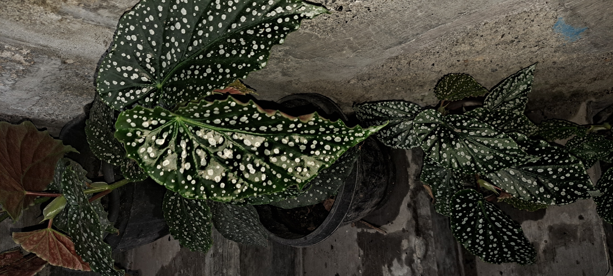 A potted plant with large, dark green leaves speckled with white dots is positioned in an outdoor urban setting. The plant is in a black plastic pot, which sits on a textured, wet surface that appears to be concrete or stone steps. To the right of the plant is a rough, gray concrete wall. The lighting suggests it is either early morning or late evening, as evidenced by the shadows and the overall dimness. The environment implies a location within the city of Mandaluyong, Philippines, characterized by its common urban flora and built surroundings. There are no people or animals visible in the image.
