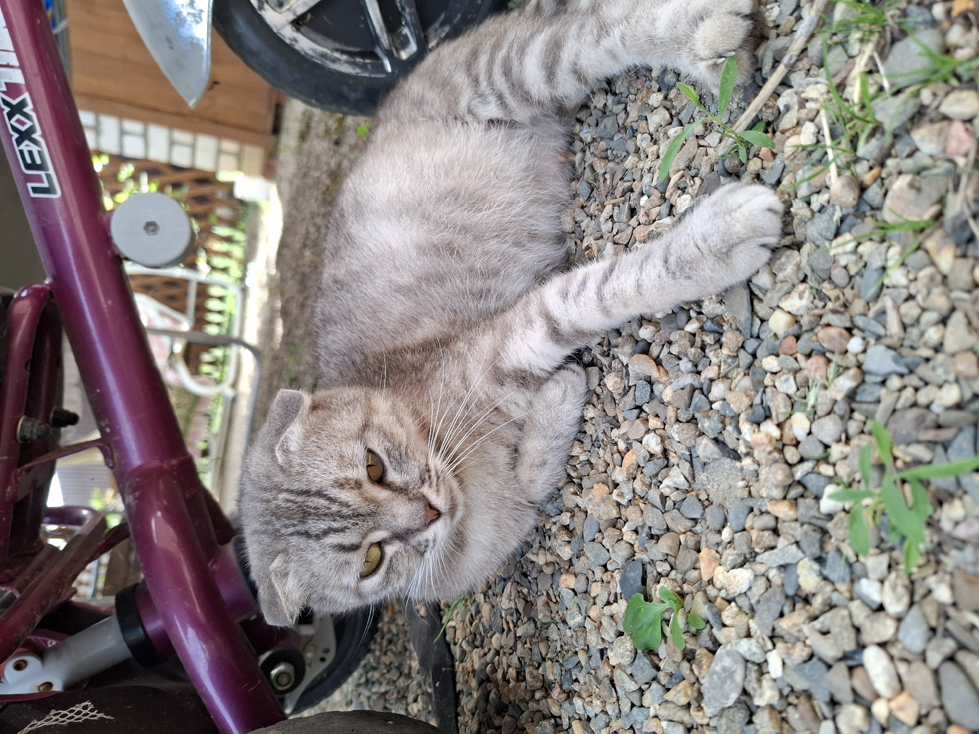 A tabby cat with folded ears lies on a gravel surface next to the purple frame of a bicycle. The cat is light gray with darker gray stripes and yellow eyes. Its front paws are extended forward, and its hind legs are tucked underneath. The bicycle has a "LEXX" logo visible on its frame. The background consists of a wooden fence, a brick wall, and some greenery. The scene appears to be outdoors in a residential area.