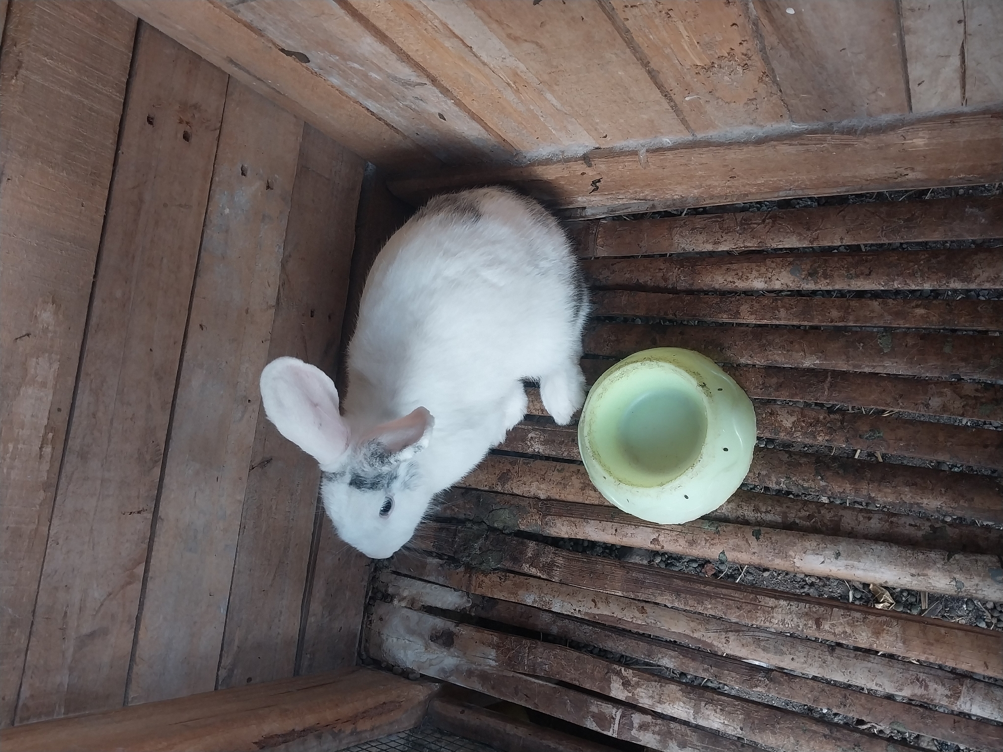 A white rabbit with black markings on its face and back is inside a wooden cage. The cage floor is made of bamboo slats. A light green plastic bowl is on the floor in front of the rabbit. The environment appears to be rustic, possibly a rural setting. The image was taken at a high angle, looking down into the cage. The scene is well-lit by natural light. The rabbit is sitting down and looking towards the left.