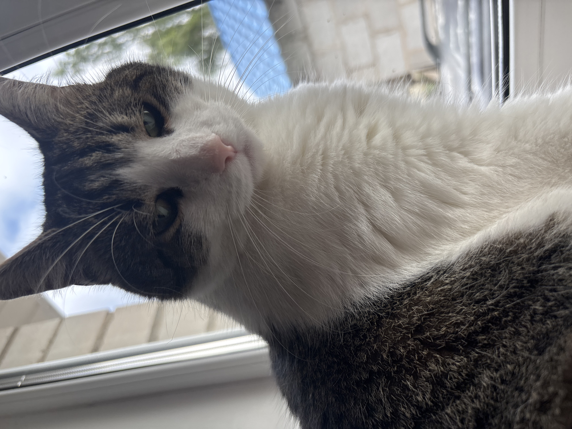 A close-up, low-angle shot shows a tabby and white cat sitting on a windowsill. The cat is facing slightly away from the camera, with its head turned to the right. Its fur is a mix of dark gray tabby markings and white. The cat's eyes are green and partially closed, and its pink nose is visible. Long white whiskers extend from its muzzle. Behind the cat, a window frames an outdoor scene with a white wall, a blue rooftop, and some greenery. The light suggests it is daytime. The cat is likely indoors, in a residential setting in Kapyĺ, Belarus, positioned to look out the window.