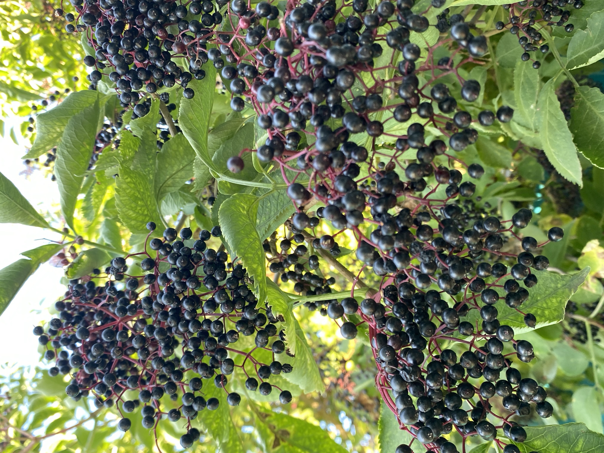 The image displays a close-up view of elderberries on a tree, with clusters of ripe, dark purple berries hanging from thin, reddish stems. The berries are round and plump, with some appearing slightly wrinkled. They are set against a backdrop of lush green leaves, some of which are also visible in sharp focus. The lighting suggests an outdoor setting, with sunlight filtering through the foliage, creating highlights and shadows. The overall impression is one of abundance and ripeness. The specific location in Kushchovskaya, Russia is not visually discernible from the image itself.