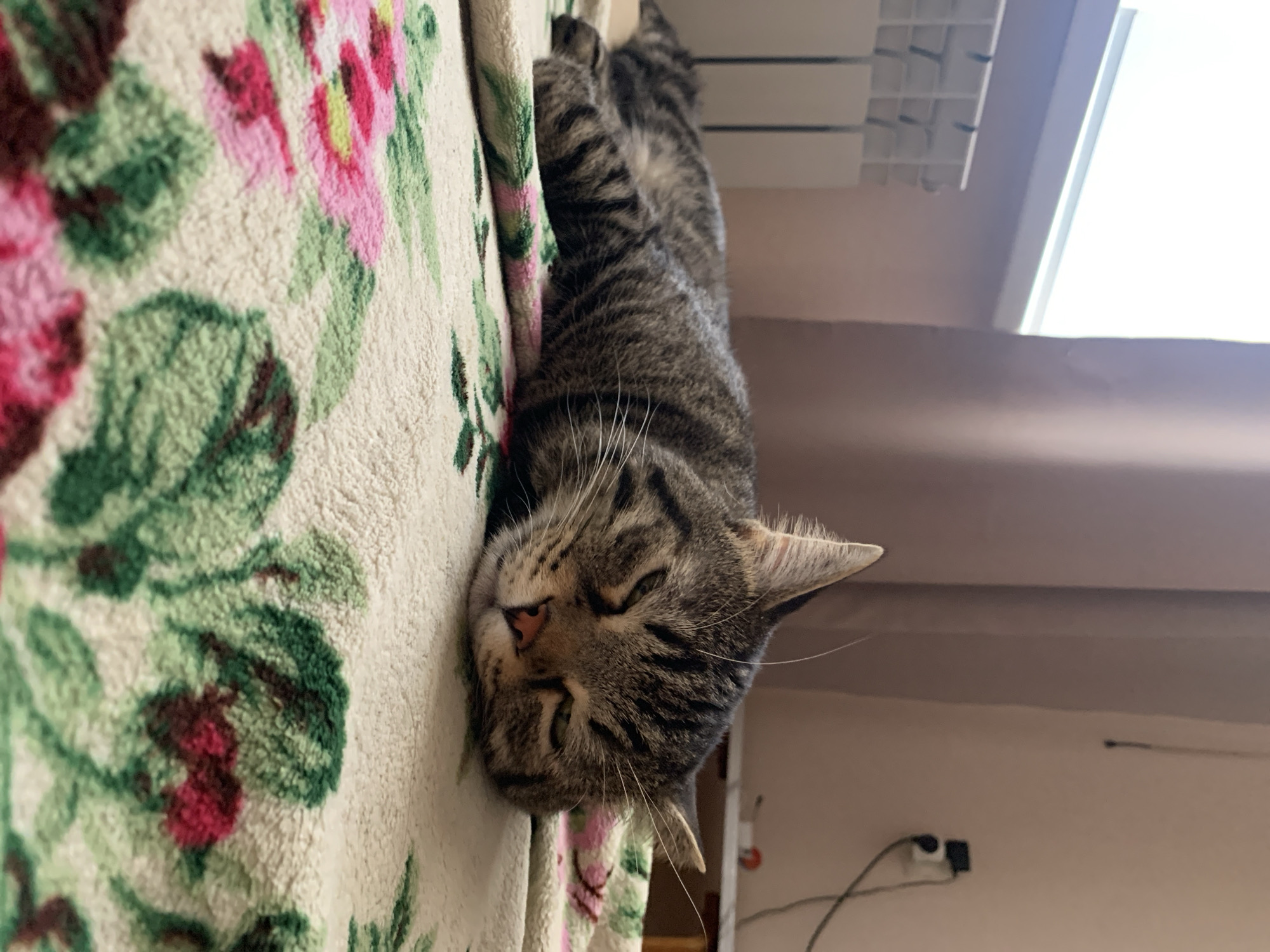 A tabby cat sleeps on a blanket with a floral pattern of pink and green. The cat is lying on its side with its eyes closed and its head resting on the blanket. The blanket is spread out on a surface that appears to be a bed. In the background, a window with white blinds is visible, along with a curtain and a wall with an electrical outlet. A radiator is located beneath the window.