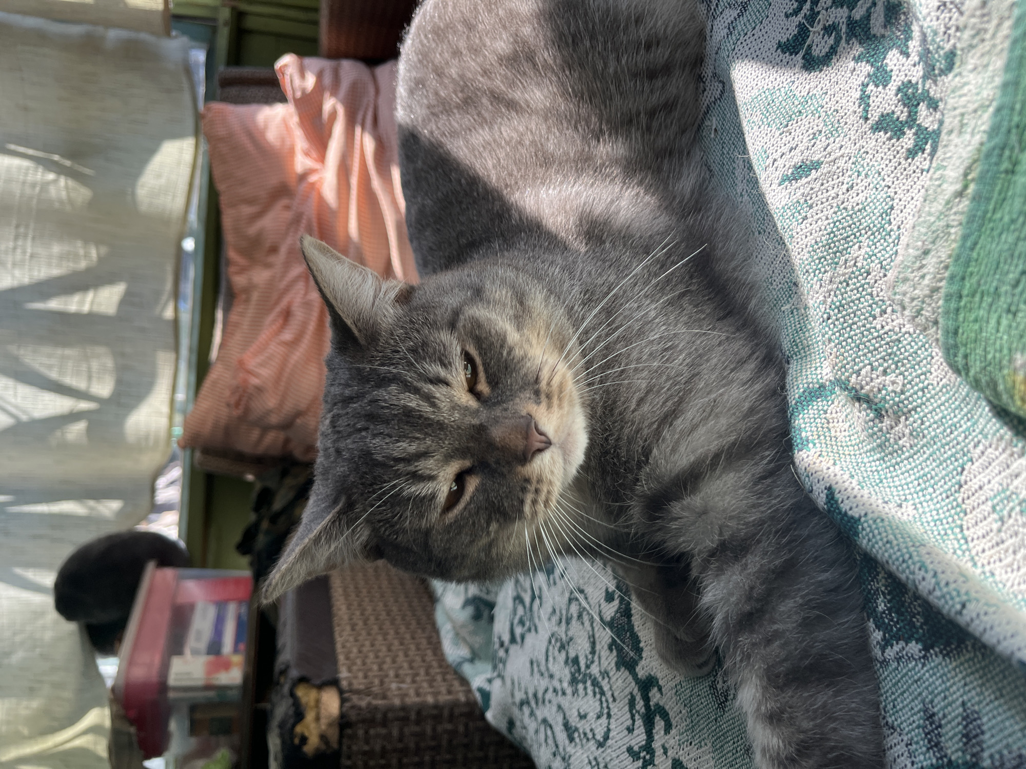 This is a medium shot photo of a grey tabby cat resting on a blanket. The cat is lying down with its body angled towards the right of the frame. Its eyes are partially closed, and it appears to be relaxed. The blanket the cat is on has a green and white patterned design. In the background, there are some objects that appear to be furniture and possibly some storage containers. The scene appears to be indoors, possibly on a porch or a room with large windows. The lighting suggests it is daytime, with sunlight streaming in and creating shadows. The location is not specified in the image or the prompt, and therefore cannot be determined.