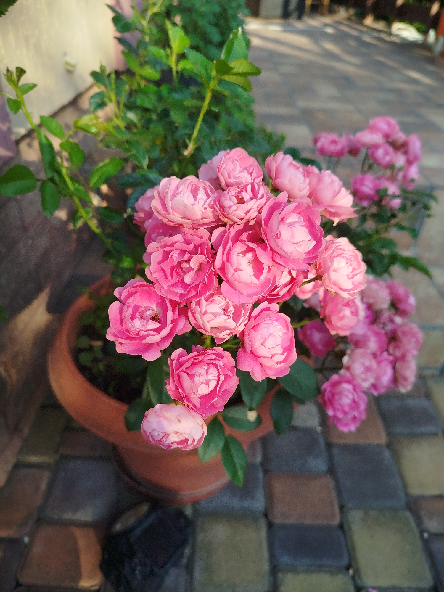 This image shows a close-up of a potted plant with numerous pink roses in bloom. The plant is in a terra cotta pot, which sits on a paved walkway composed of interlocking stones in shades of brown, gray, and green. The background is out of focus, but appears to be an outdoor setting, possibly a garden or courtyard, with a wall to the left and a blurred path with shadows in the distance, suggesting daylight. The overall lighting is warm, indicating the photograph was taken during the day, possibly late afternoon given the shadows. There are no people or animals clearly visible in the image. The location is identified as Poroskoten', Ukraine.