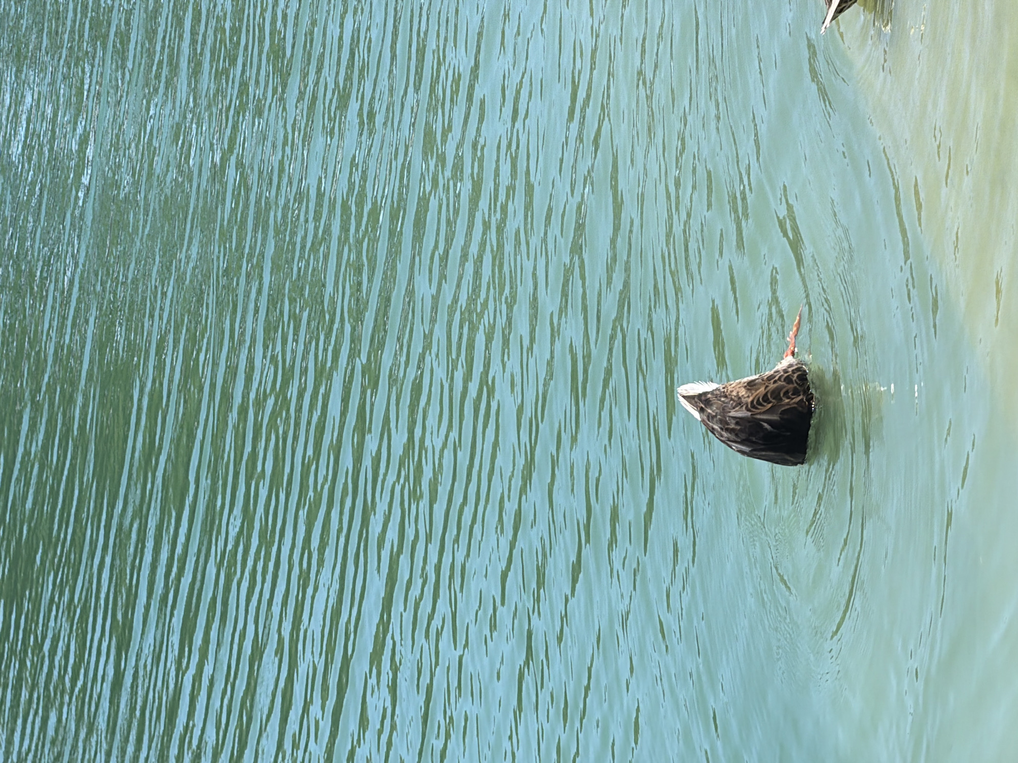 A duck is diving headfirst into the water with its tail feathers sticking out. The water is a turquoise color and appears to have ripples on its surface. The background is also of the water, which is a deeper shade of turquoise. It is daytime and the sun is shining. This image was taken in Irvine, California.