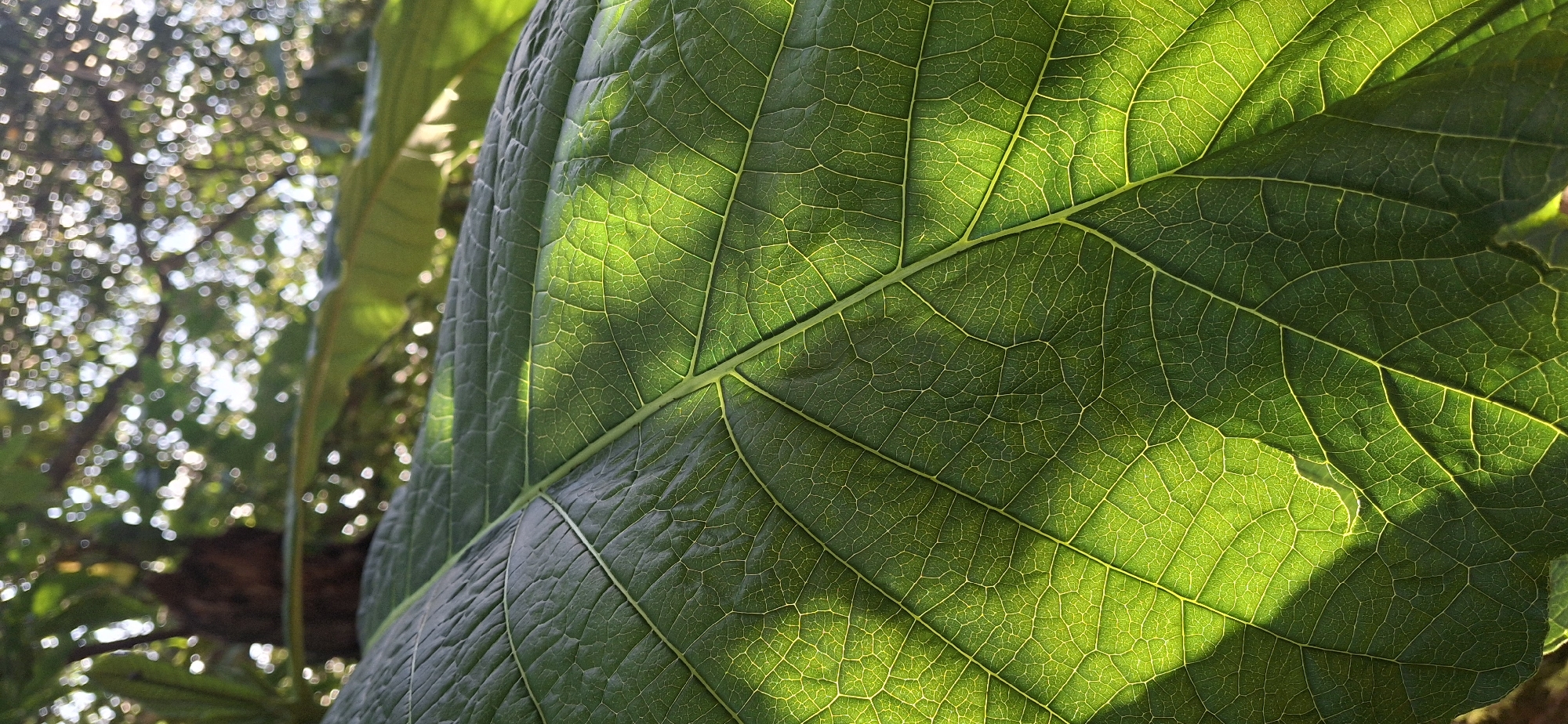 The image displays a close-up, low-angle shot of a large, green leaf. The leaf's veins are clearly visible, with sunlight shining through it, creating a translucent effect and highlighting the intricate network of veins. The background is out of focus and appears to be foliage and tree branches, with dappled sunlight filtering through. The overall impression is one of natural detail and texture. There is no indication of the city of Vallecito, Venezuela, or any people, objects, actions, or interactions within the scene.