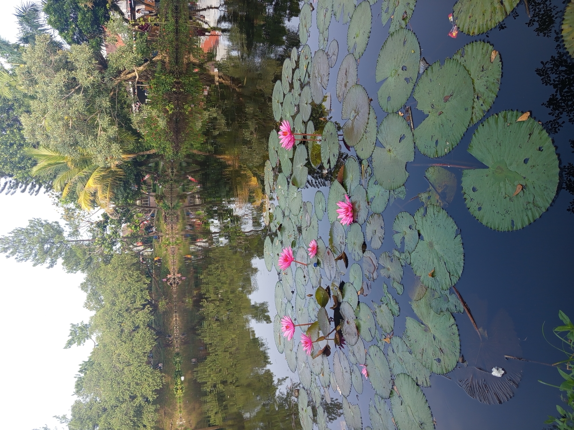 This image depicts a serene pond in the city of Ciomas, Indonesia, dotted with vibrant pink water lilies. The pond is surrounded by lush greenery, including tall trees and palm trees, with some buildings and structures visible in the background, suggesting a residential or park-like setting. The water reflects the surrounding trees and sky, creating a tranquil and picturesque scene. Several people are visible along the bank of the pond, some sitting and others appearing to walk, enjoying the natural beauty of the area. The water lilies are the central focus, with their large green lily pads and bright pink blooms floating on the dark water. Some lily pads show signs of age or damage, with natural imperfections like holes and brown edges. The overall impression is one of peaceful coexistence between nature and human presence in a tropical environment.