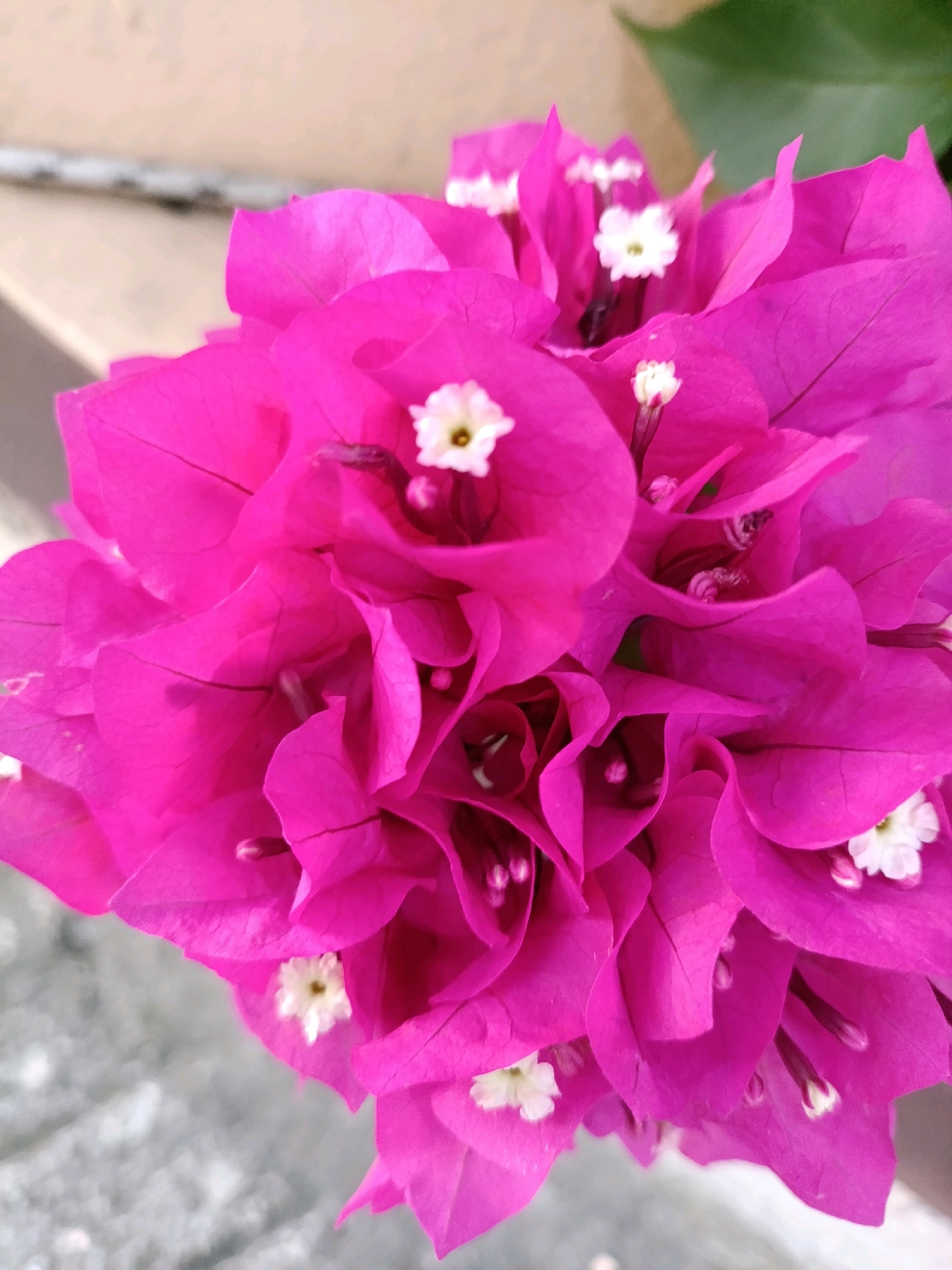 A close-up shot of bright pink bougainvillea flowers with small white centers is shown. The flowers are densely packed, with layered petals creating a sense of depth and texture. Some of the white flower centers are visible, each with delicate stamens. The background is out of focus, with hints of a beige wall or surface and a blurred green leaf. The foreground shows a textured, greyish surface, possibly pavement or stone. The image was taken in the city of Opatija, Croatia.