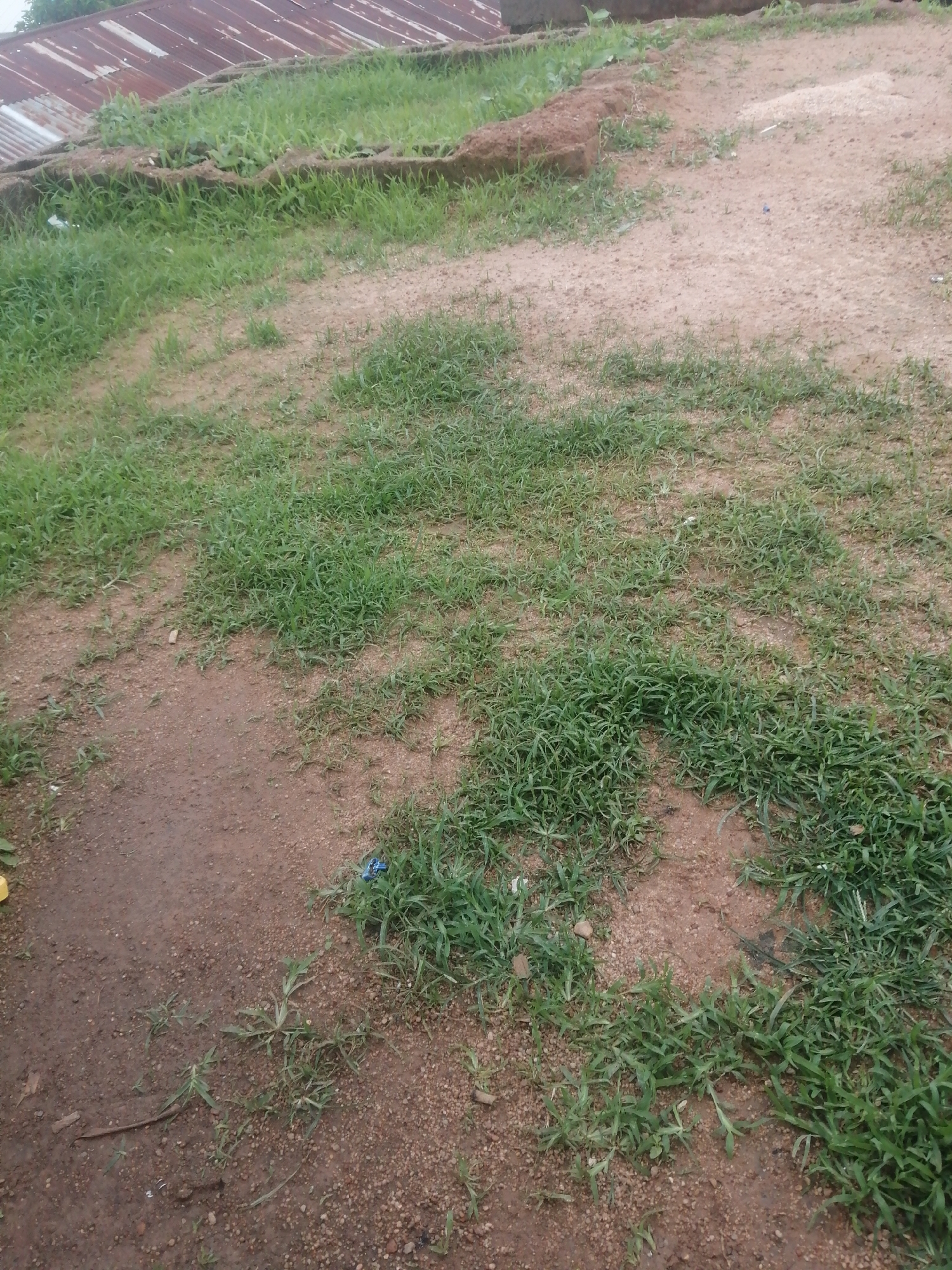 An outdoor, medium-angle, eye-level shot captures a natural, somewhat untidy scene. In the upper left quadrant, a rusty, corrugated metal roof of a building is visible, partially obscured by lush green grass. The rest of the image depicts an uneven, sandy-brown ground, with patches of dense green grass growing throughout. The terrain appears to be sloping downwards from left to right. The scene is devoid of any people or specific identifiable actions. There are a few scattered objects that are not clearly discernible. The overall environment suggests a rural or undeveloped area.