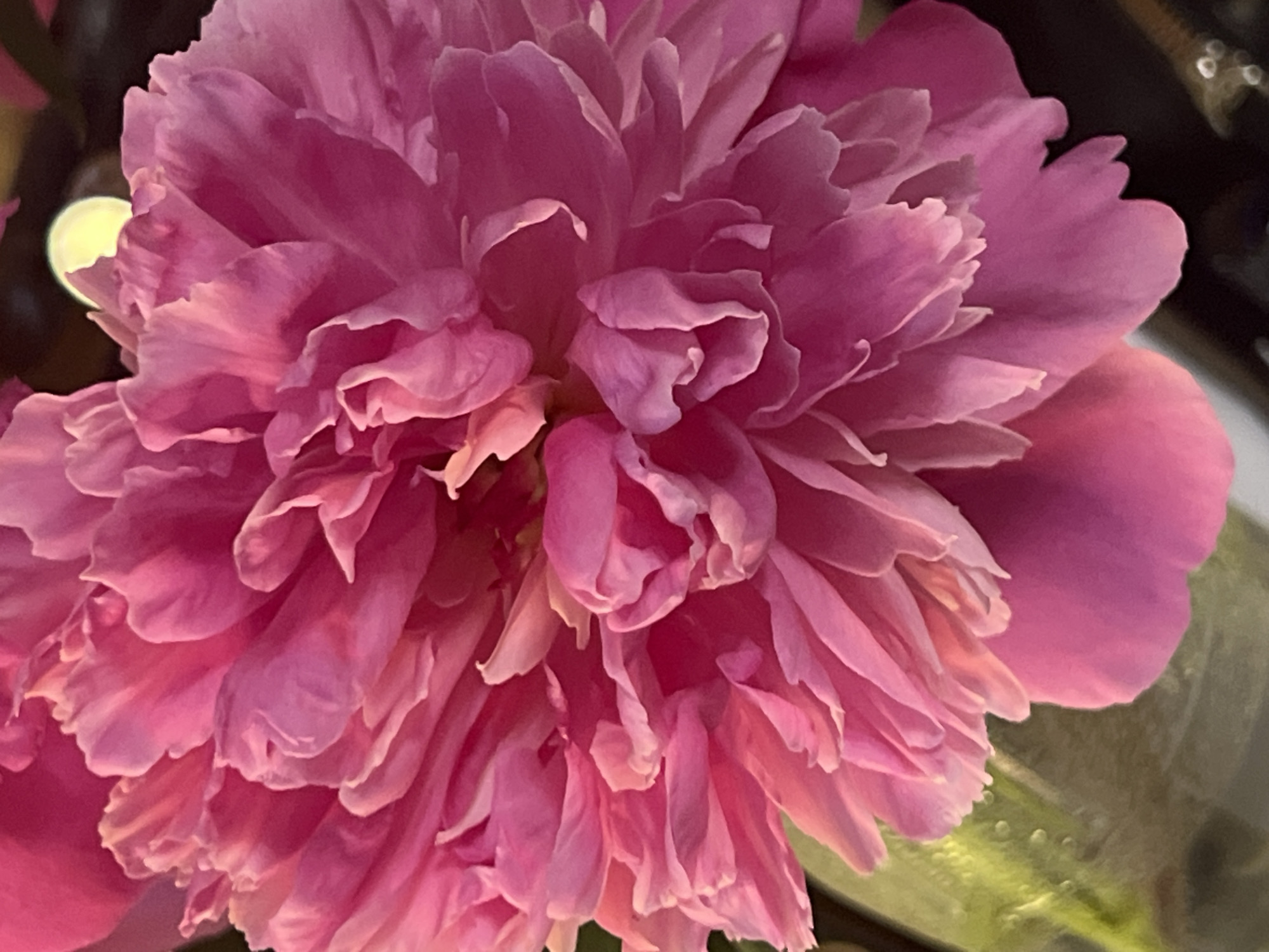 A close-up, head-on, full-frame shot showcases the intricate details of a vibrant pink peony flower. The petals are layered and ruffled, creating a sense of depth and texture. The lighting is soft, highlighting the delicate curves and folds of the petals. The background is dark and out of focus, drawing the viewer's attention to the flower's beauty. There is no discernible location in Minsk, Belarus, as the image is solely focused on the flower.