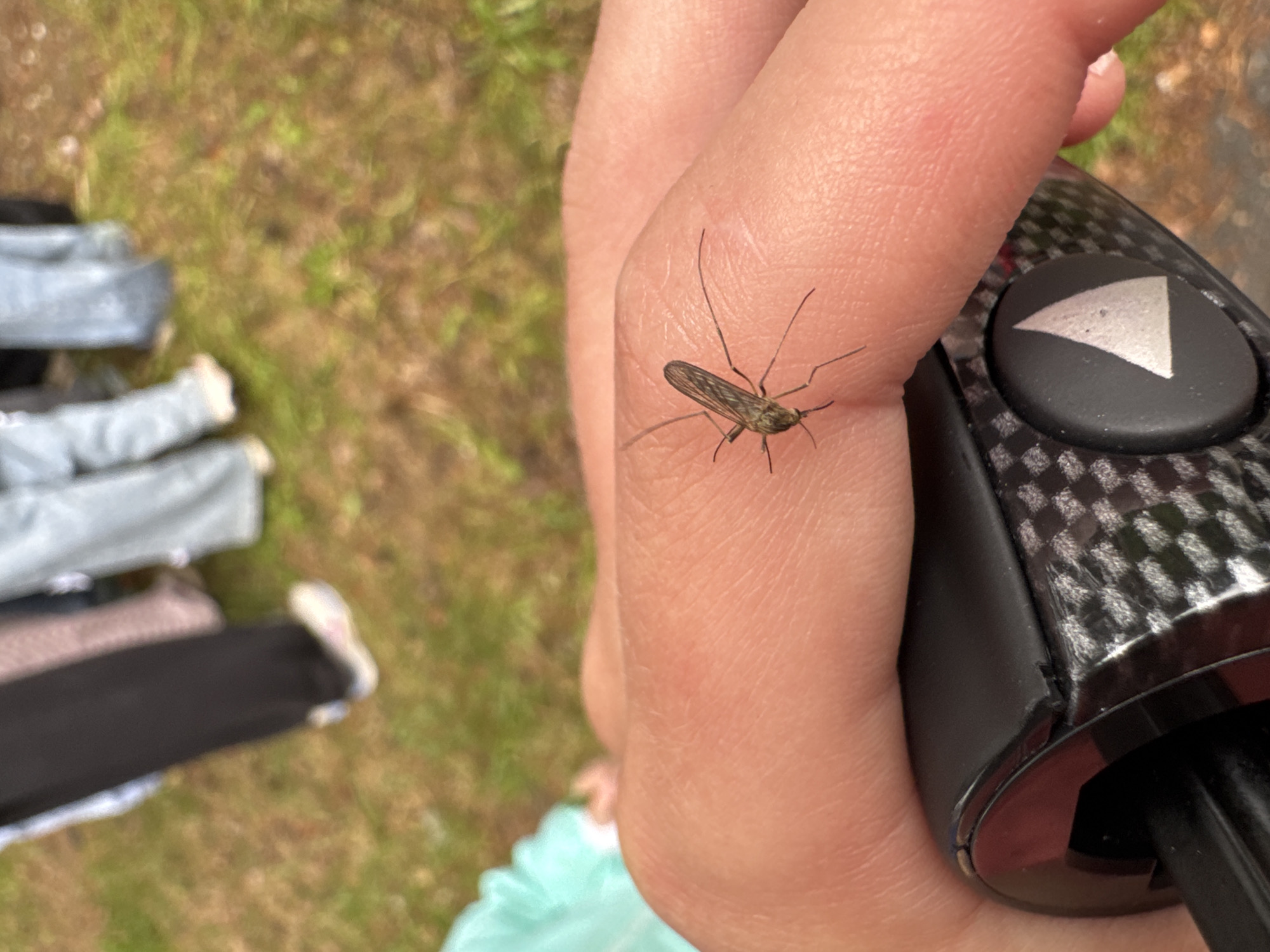 A close-up photograph shows a crane fly resting on the index finger of a person's hand. The hand, primarily displaying the index finger and a portion of the thumb, grips a black object. This object features a textured, possibly carbon-fiber, surface and a prominent black button with a white left-pointing triangular arrow. It appears to be the handle or grip of a device.
The blurred background indicates an outdoor setting with green grass and patches of brown earth. Out-of-focus items on the ground to the left include light-colored clothing, possibly grey pants and a darker garment with a visible shoe. A hint of turquoise fabric is also present in the lower background. Natural daylight illuminates the scene, with the absence of harsh shadows suggesting an overcast day or a shaded area.
The image is set in Chaikovsky, Russia. Apart from the triangular arrow symbol, no discernible text is visible. The photograph captures a moment of an insect interacting with a hand in a natural, outdoor environment.